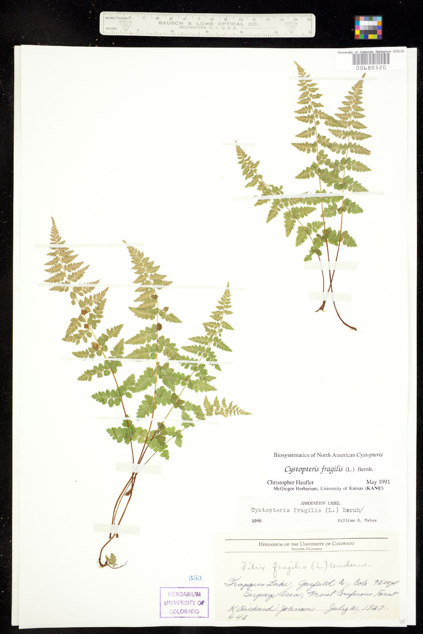 Cystopteris fragilis image