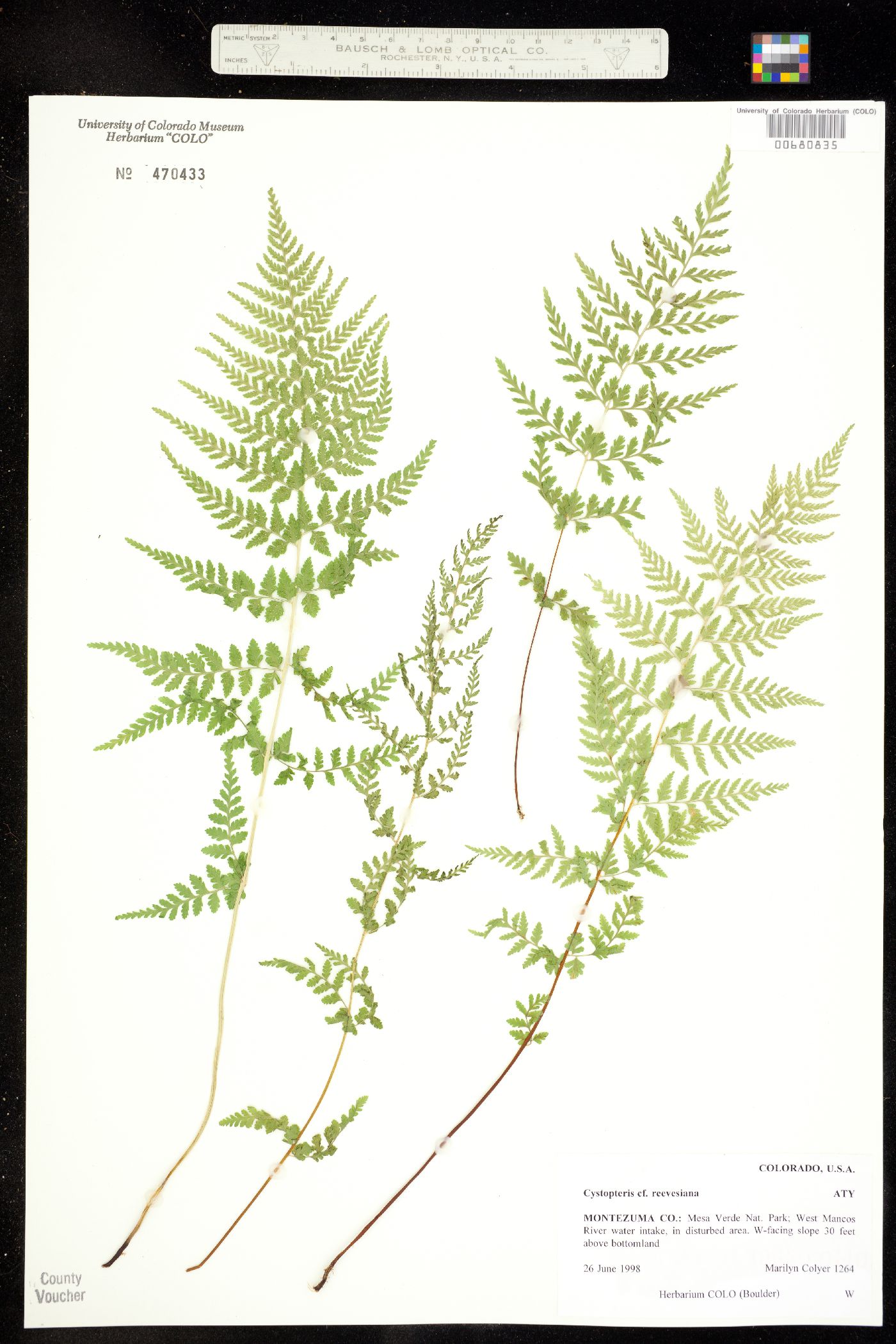 Cystopteris reevesiana image