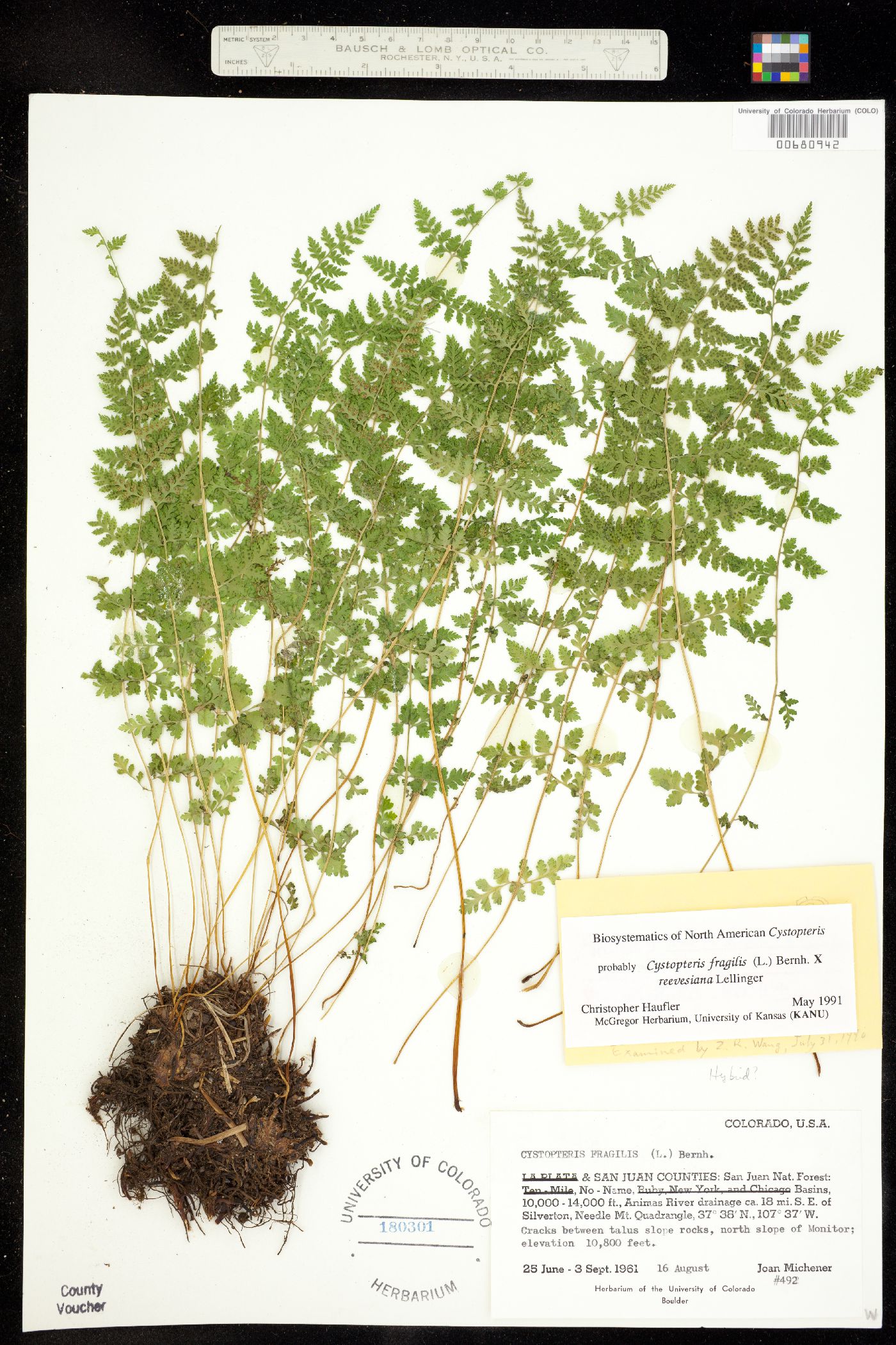 Cystopteris fragilis x reevesiana image