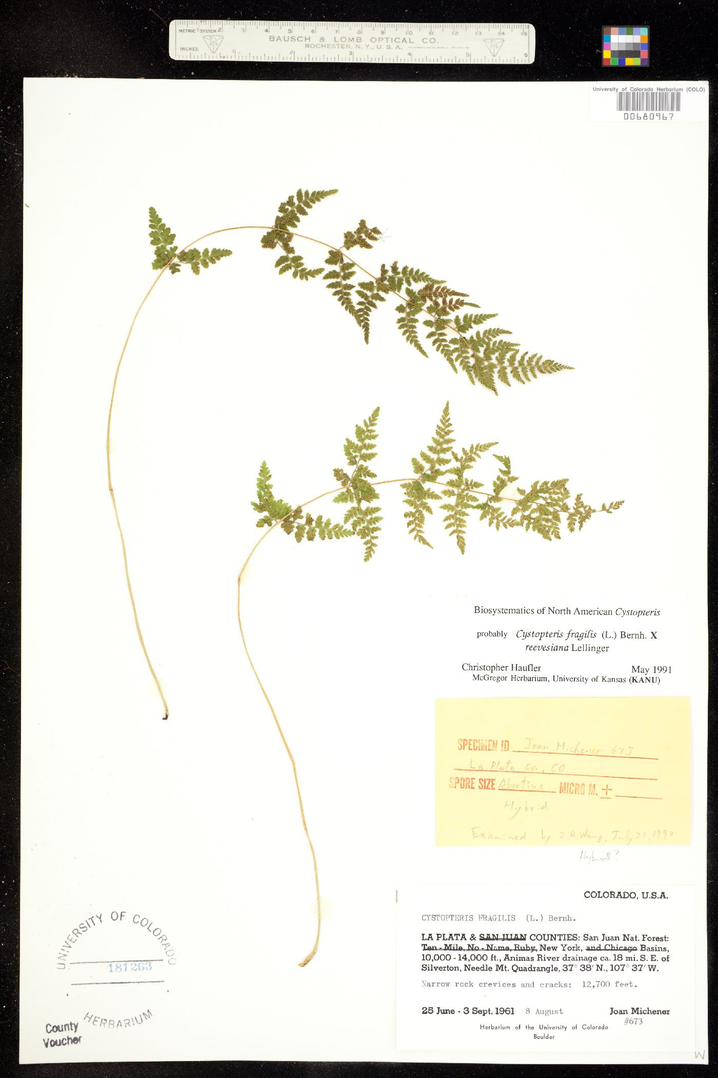 Cystopteris fragilis x reevesiana image