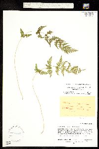 Cystopteris fragilis x reevesiana image