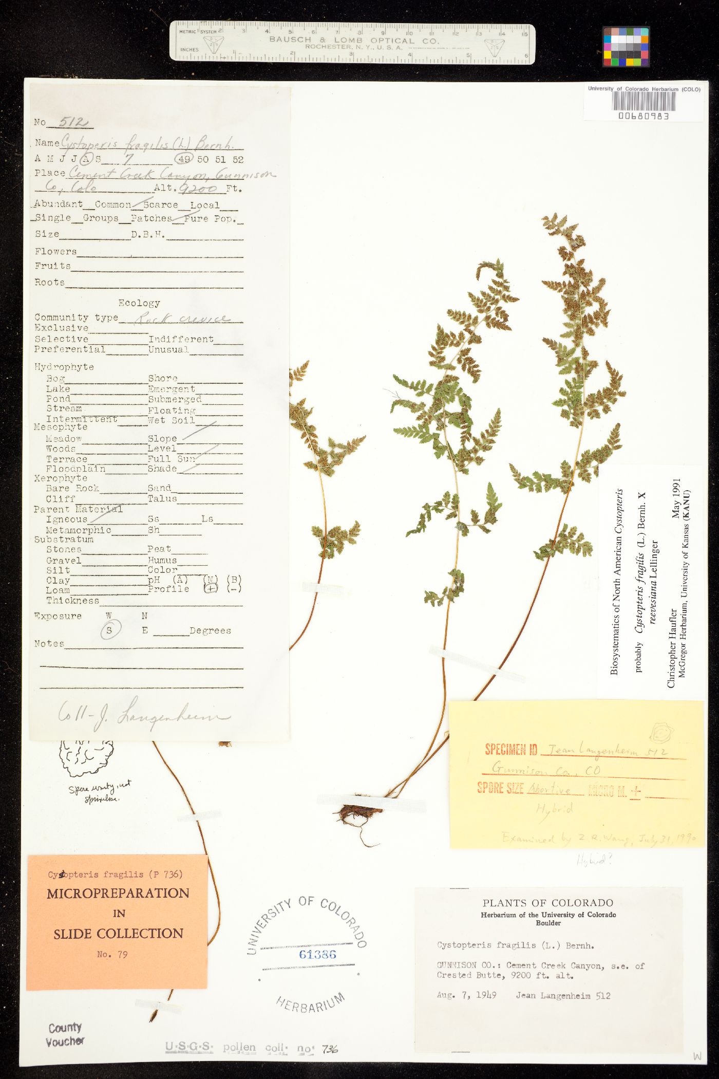 Cystopteris fragilis x reevesiana image
