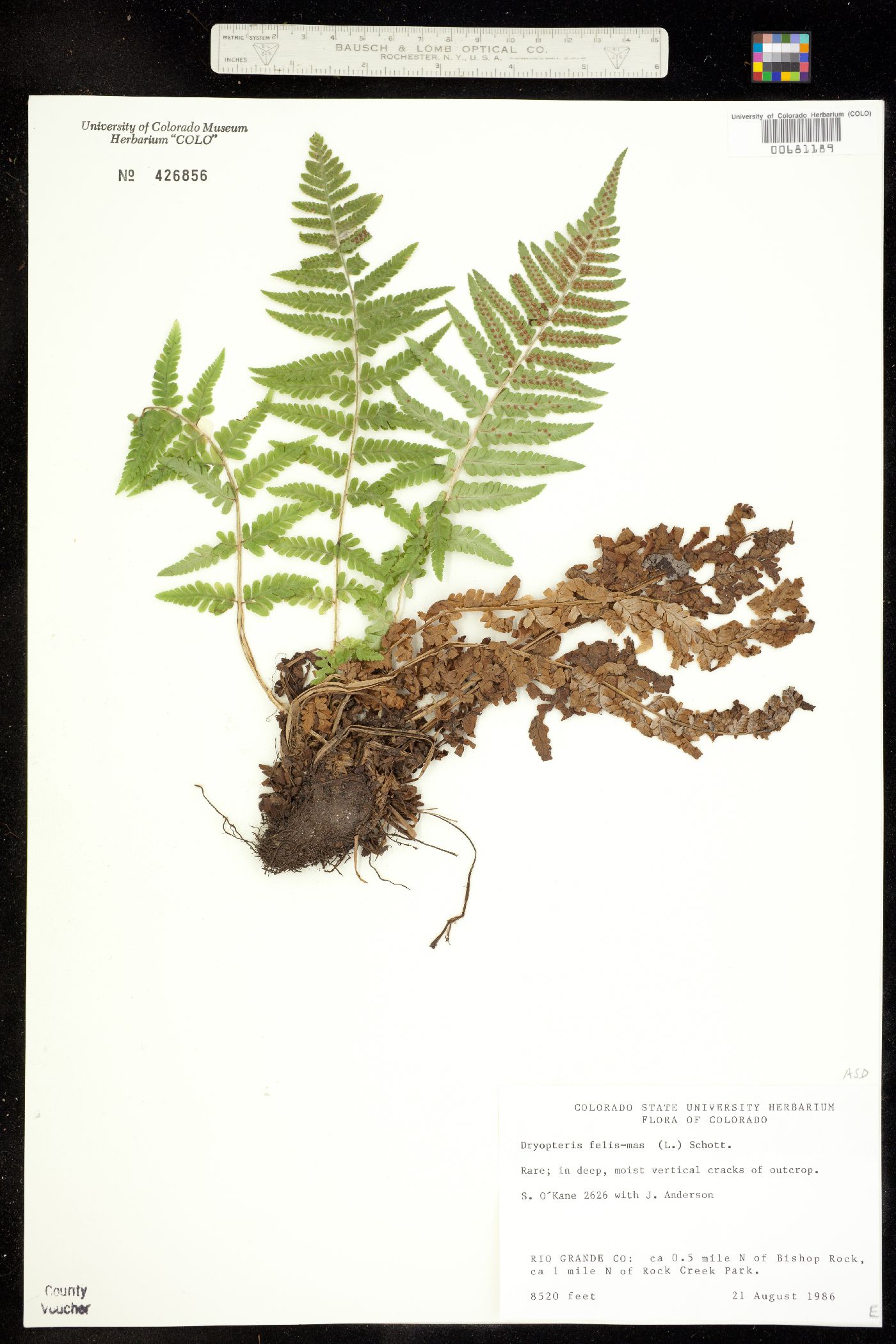 Dryopteris filix-mas image