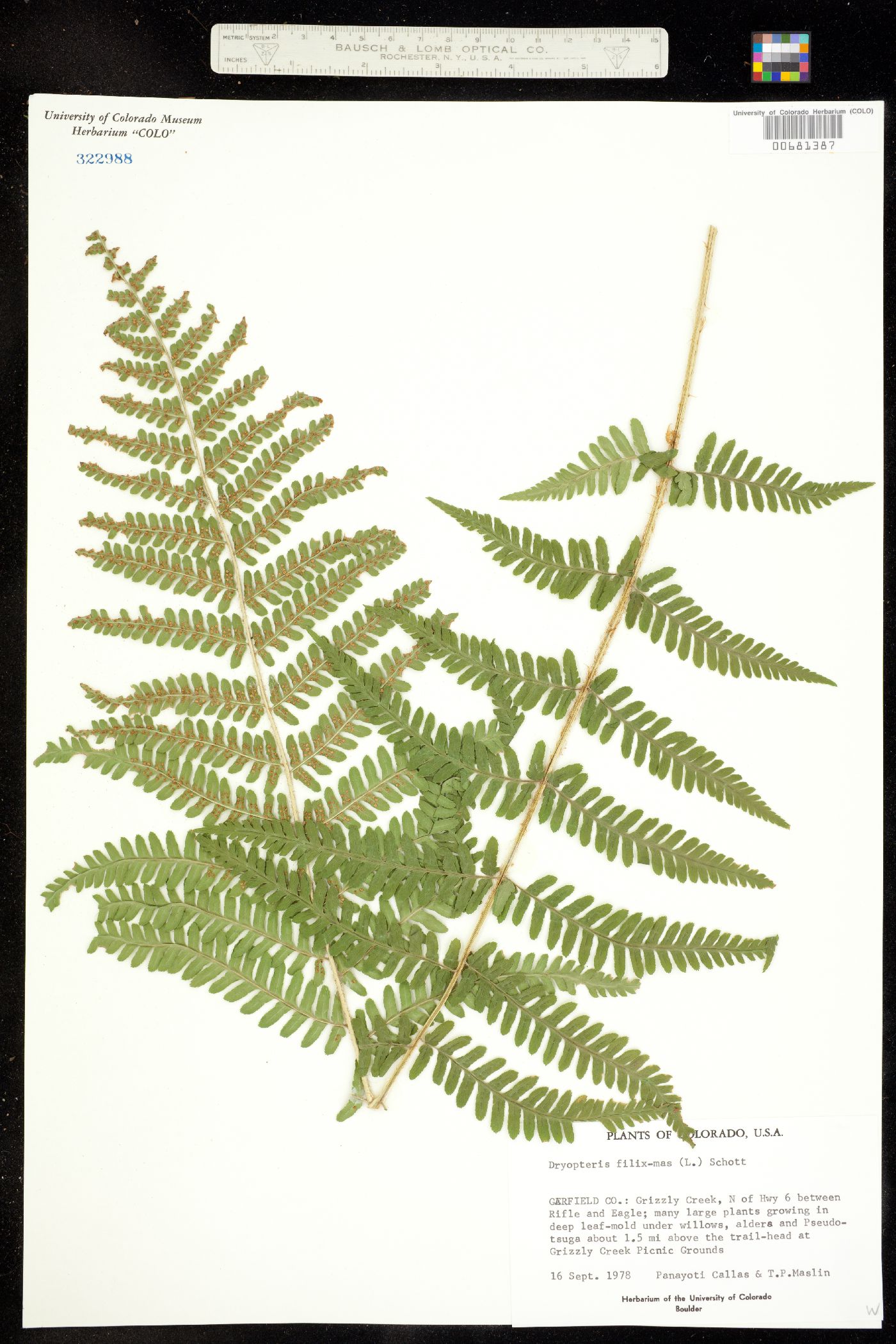 Dryopteris image