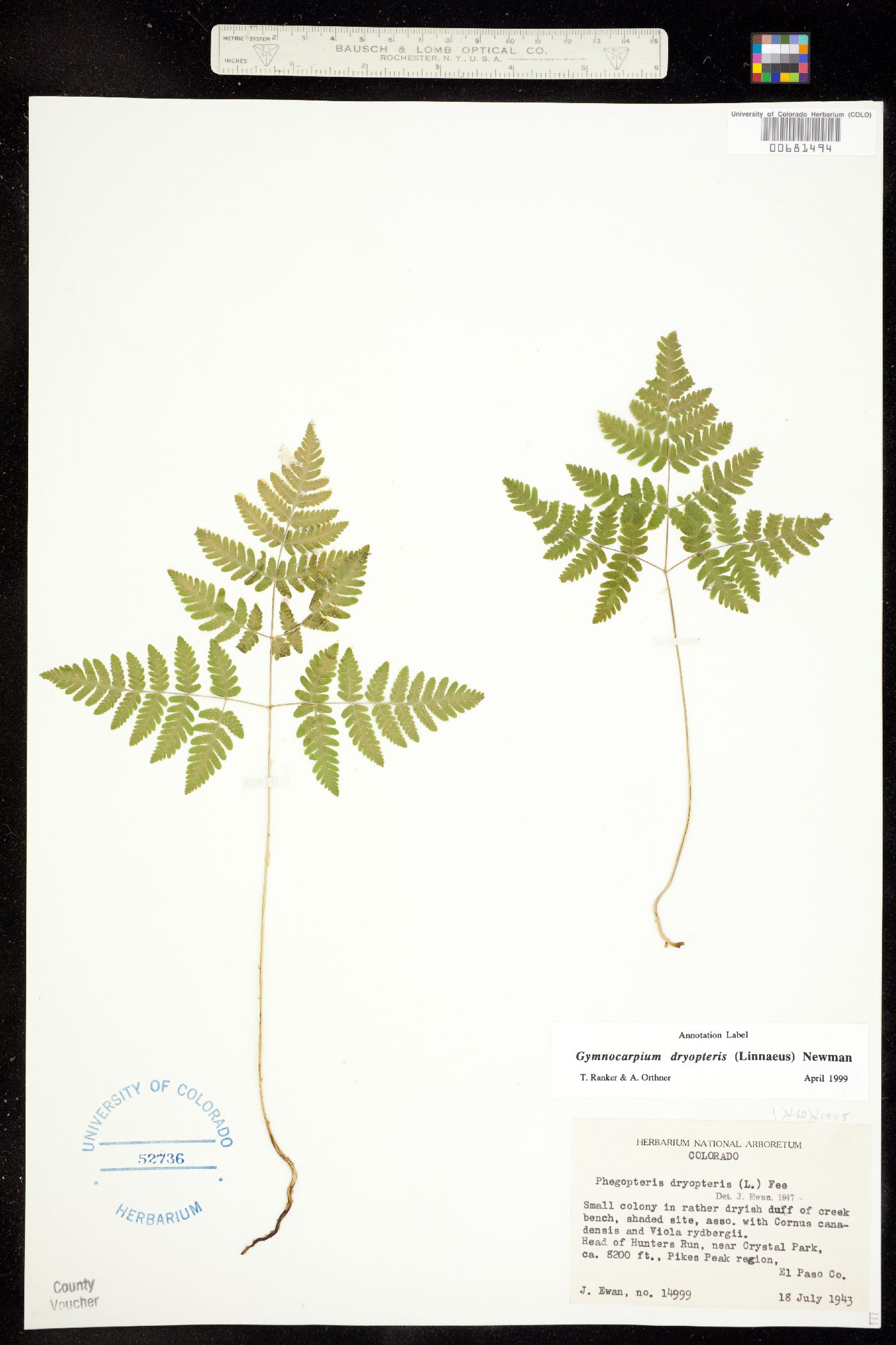 Gymnocarpium dryopteris image