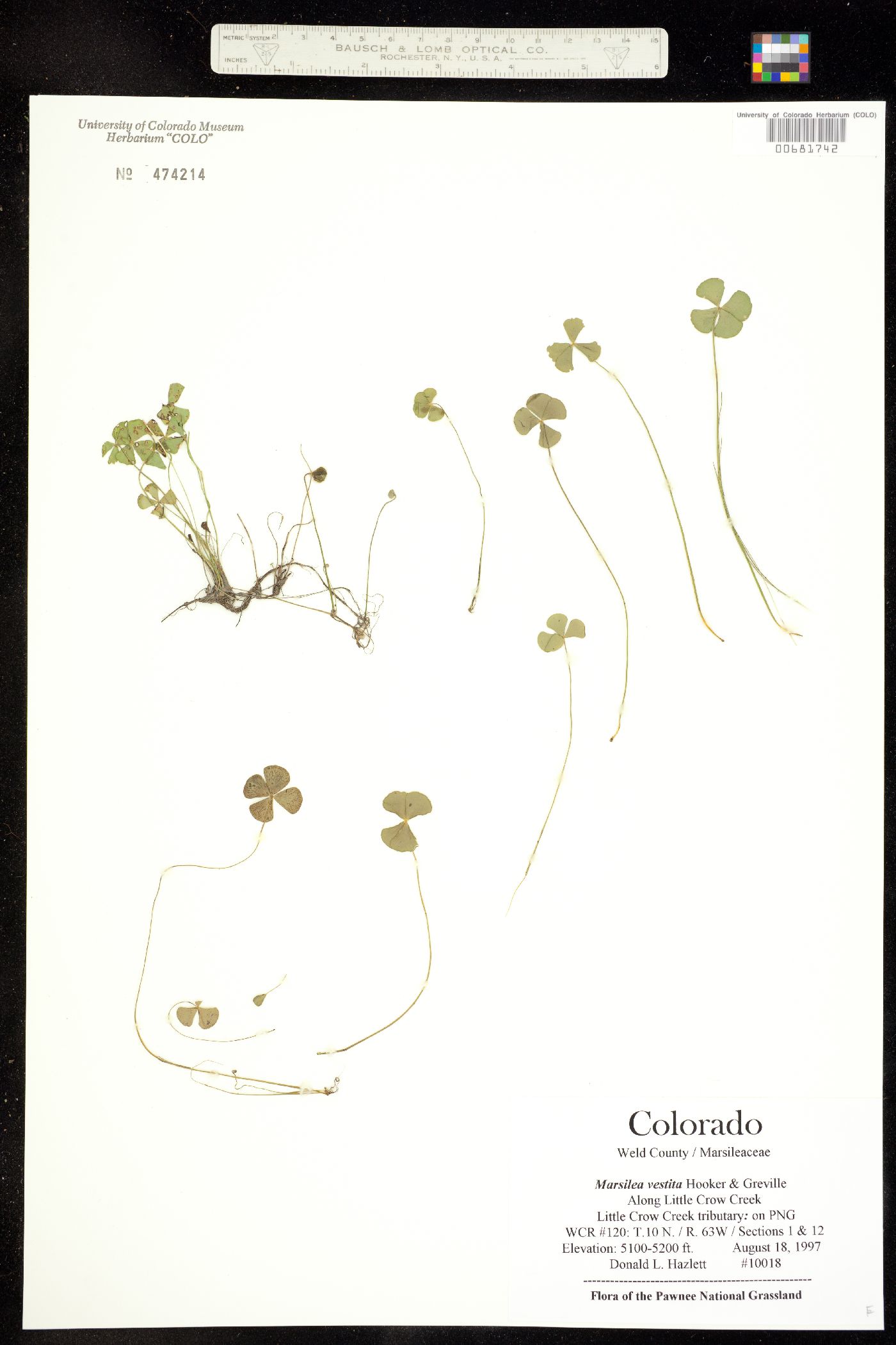 Marsilea image