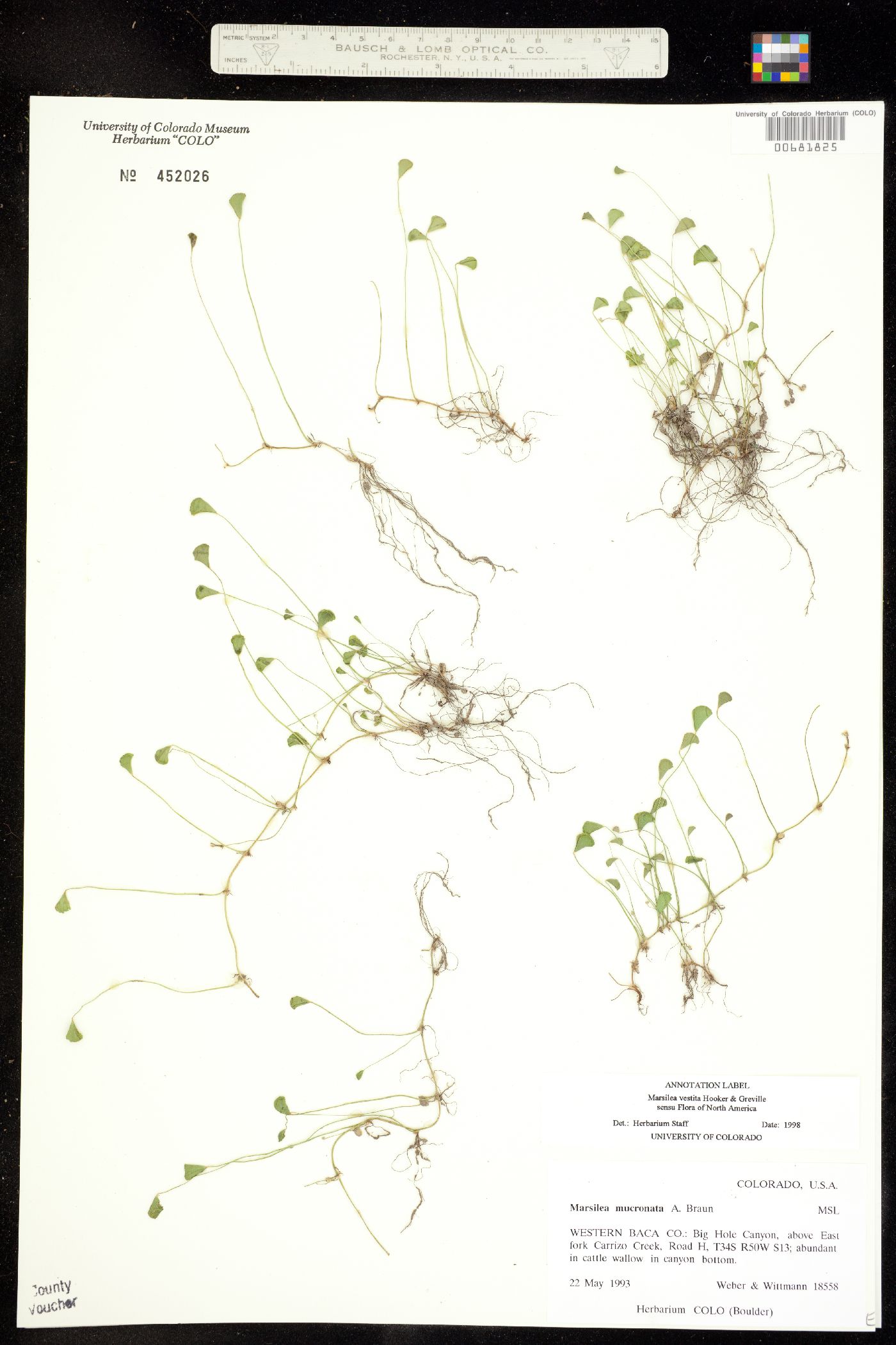 Marsilea vestita image