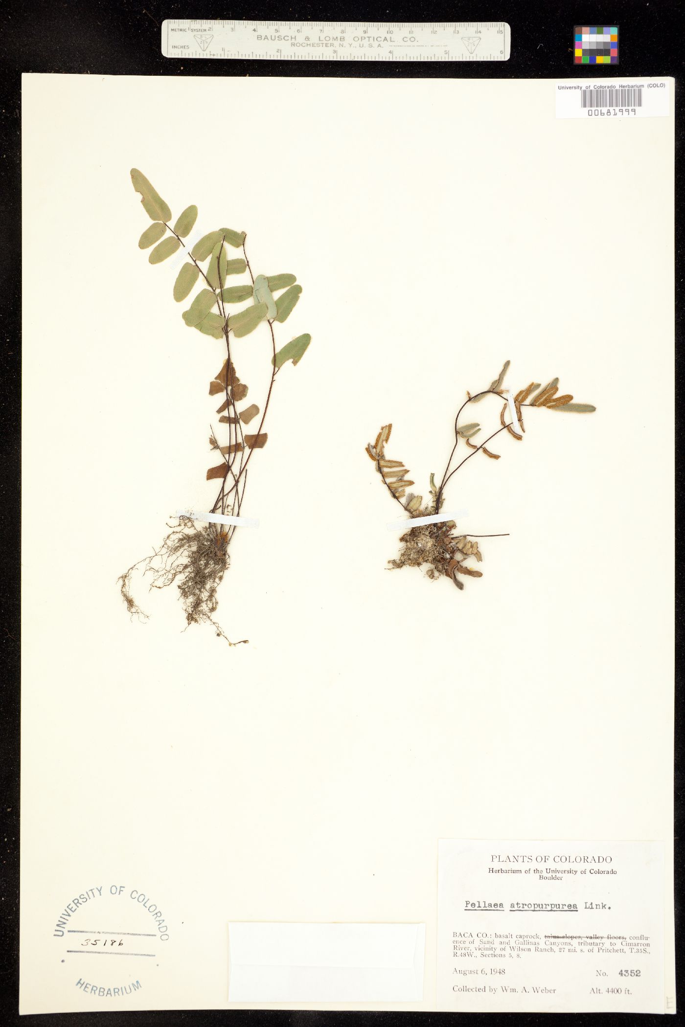 Pellaea atropurpurea image