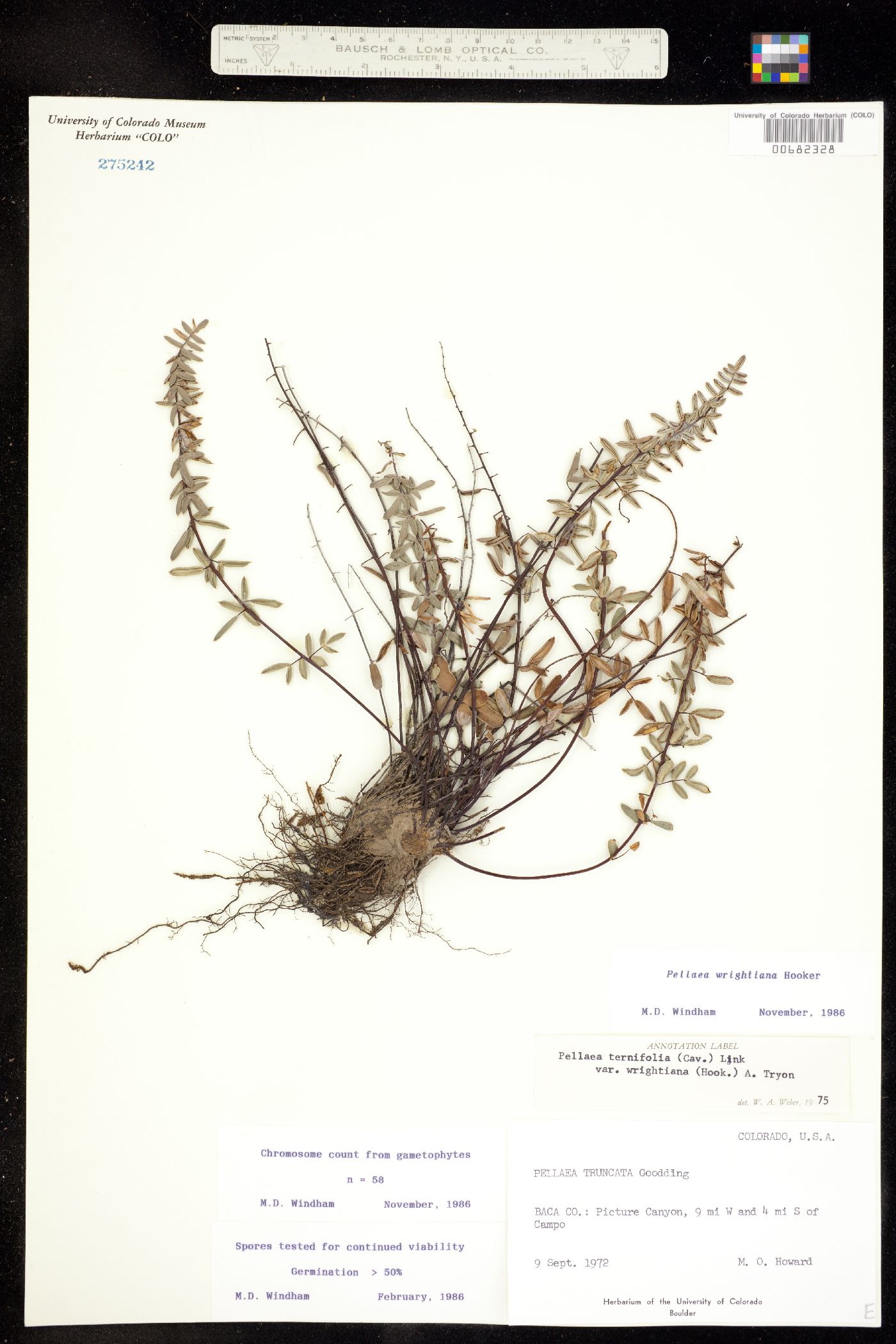Pellaea wrightiana image