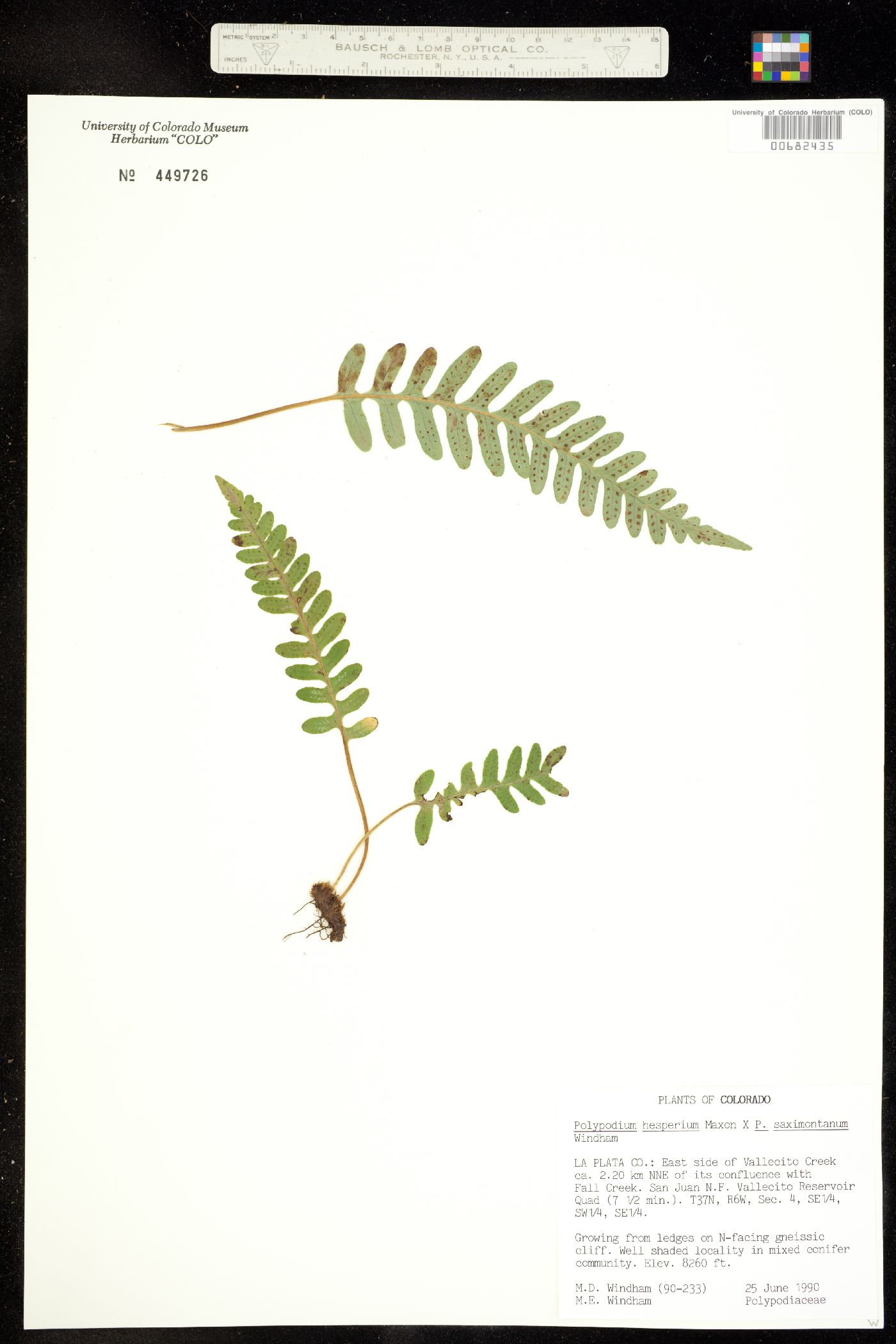 Polypodium hesperium image