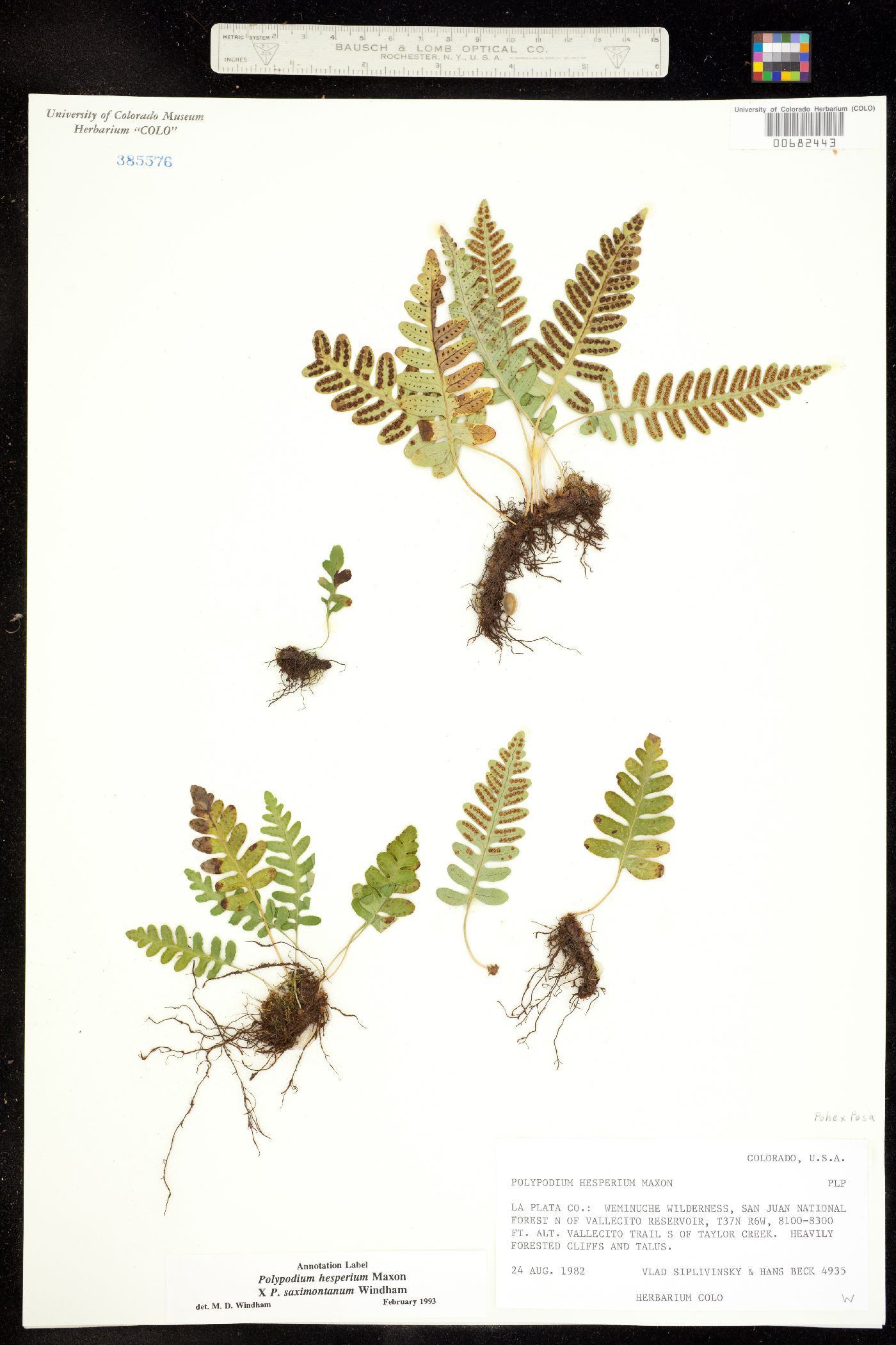 Polypodium hesperium image