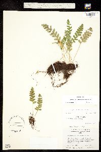 Polypodium saximontanum image