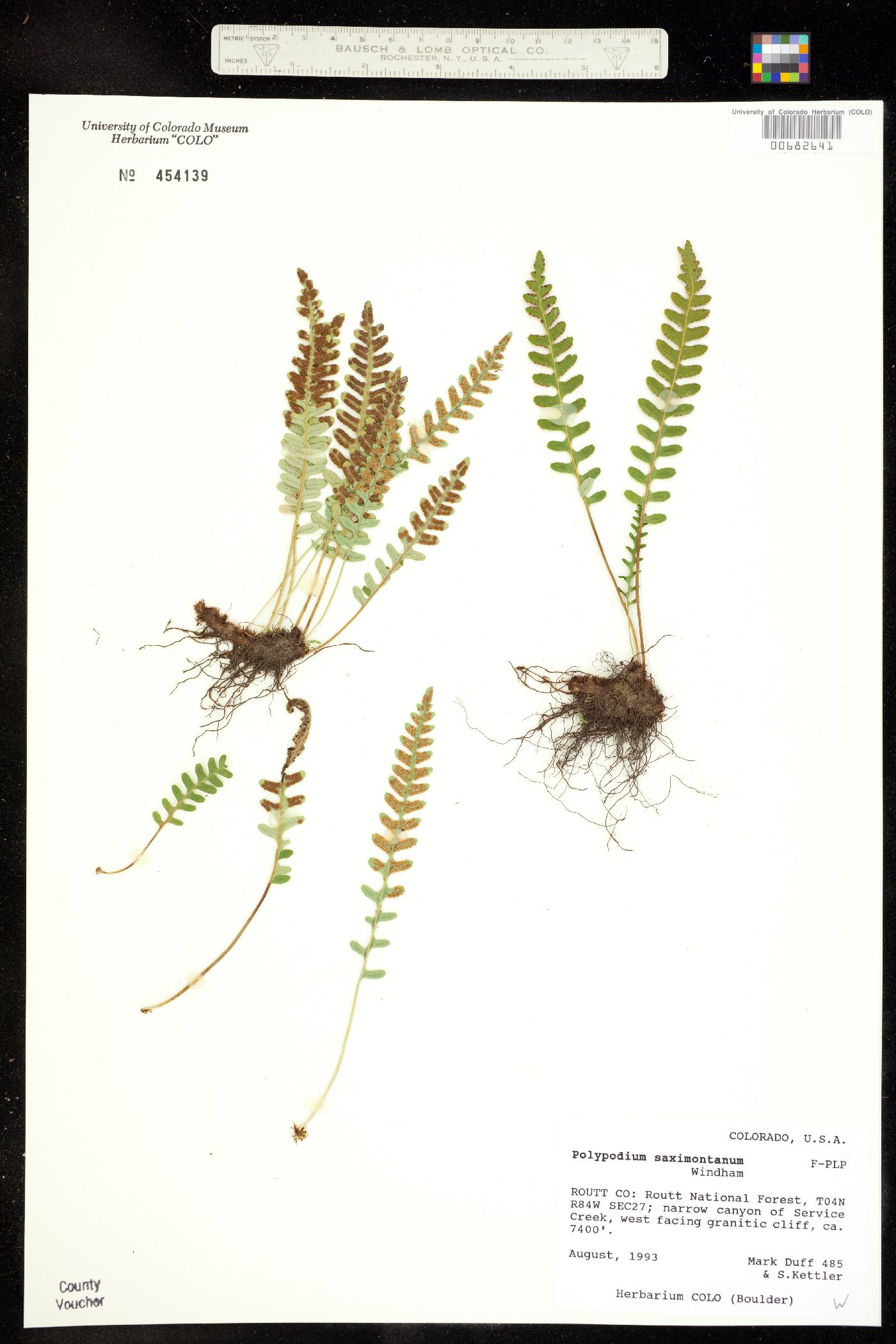 Polypodium saximontanum image