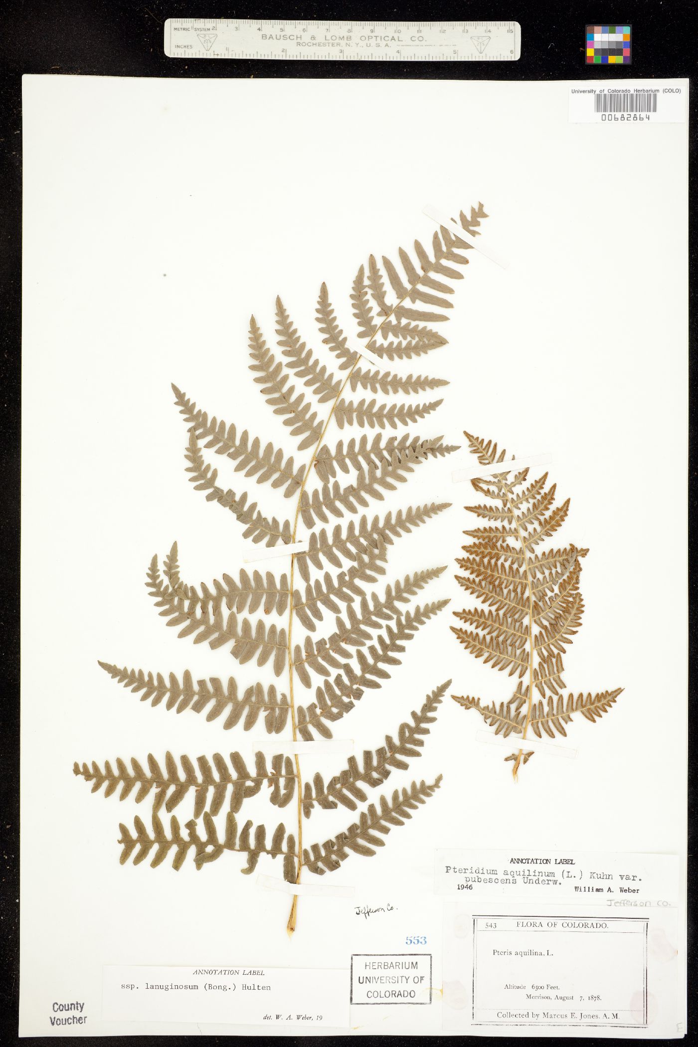 Pteridium aquilinum ssp. pubescens image