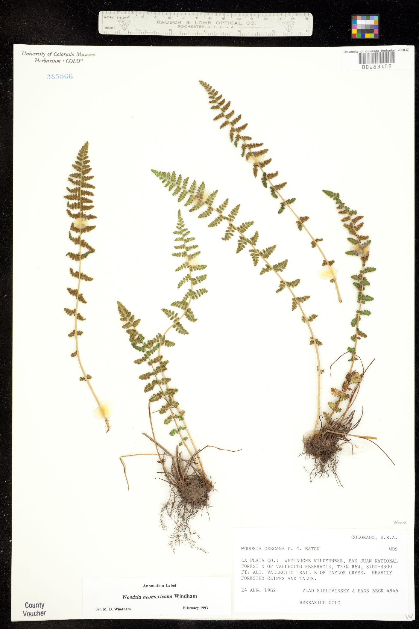 Woodsia neomexicana image