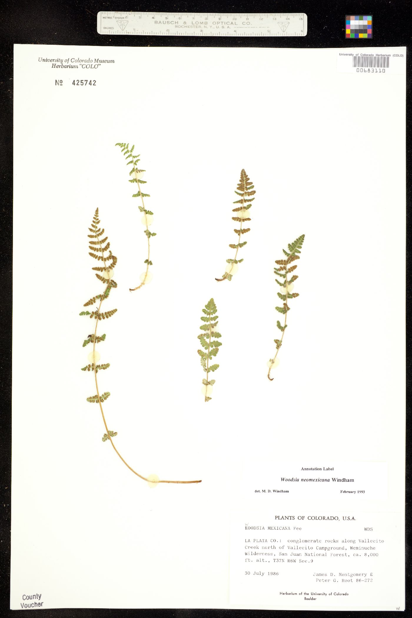 Woodsia neomexicana image