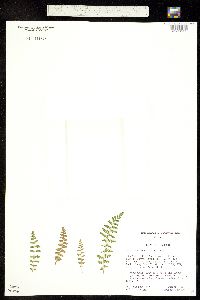 Woodsia neomexicana image