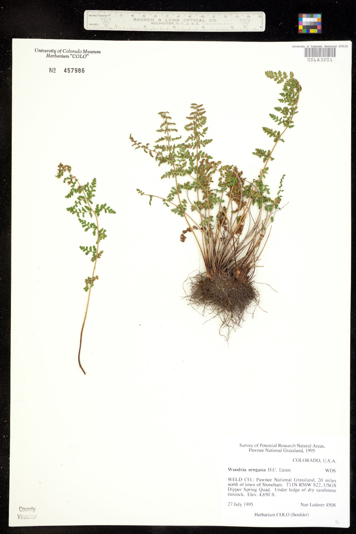 Woodsia oregana subsp. cathcartiana image