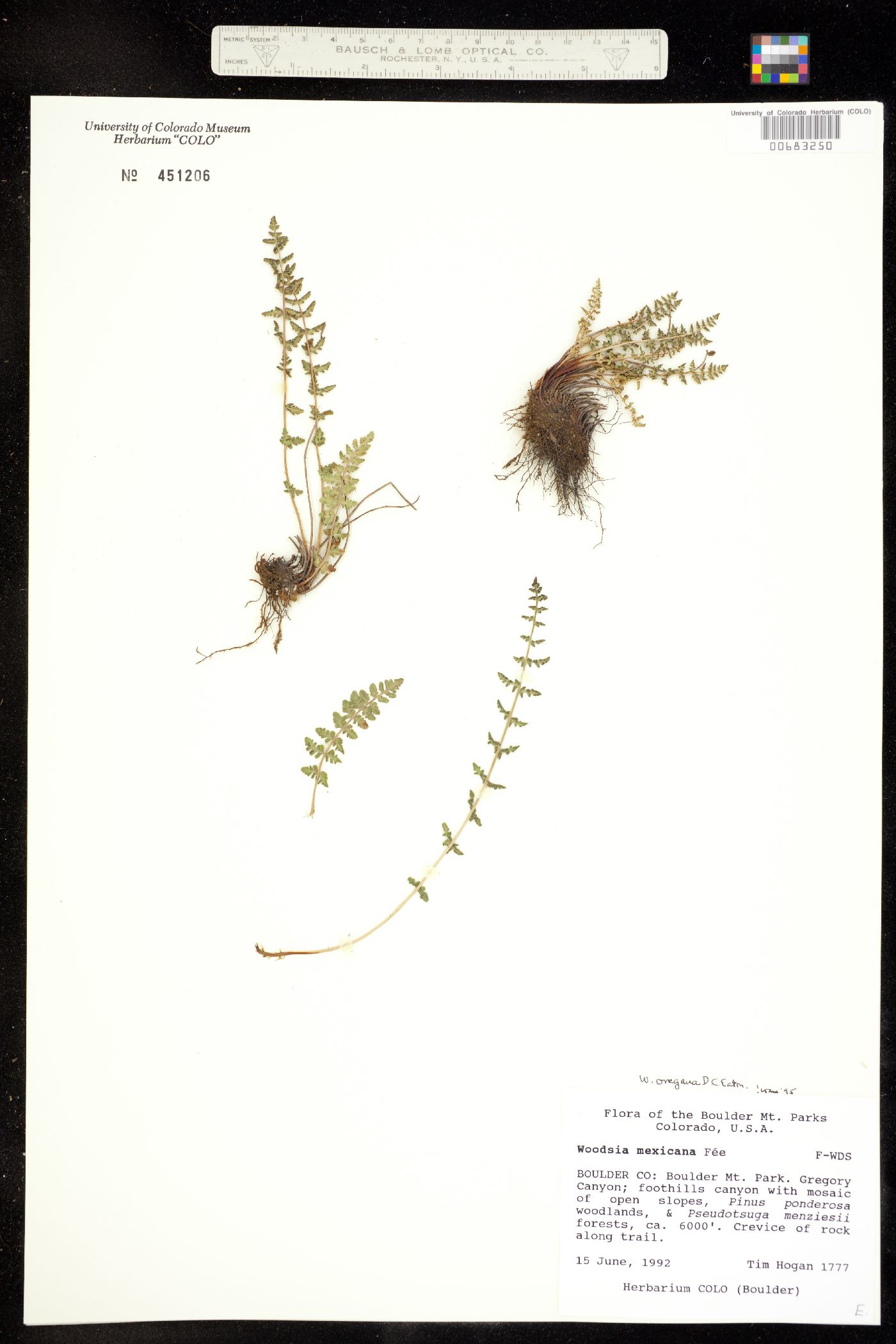 Woodsia oregana ssp. cathcartiana image