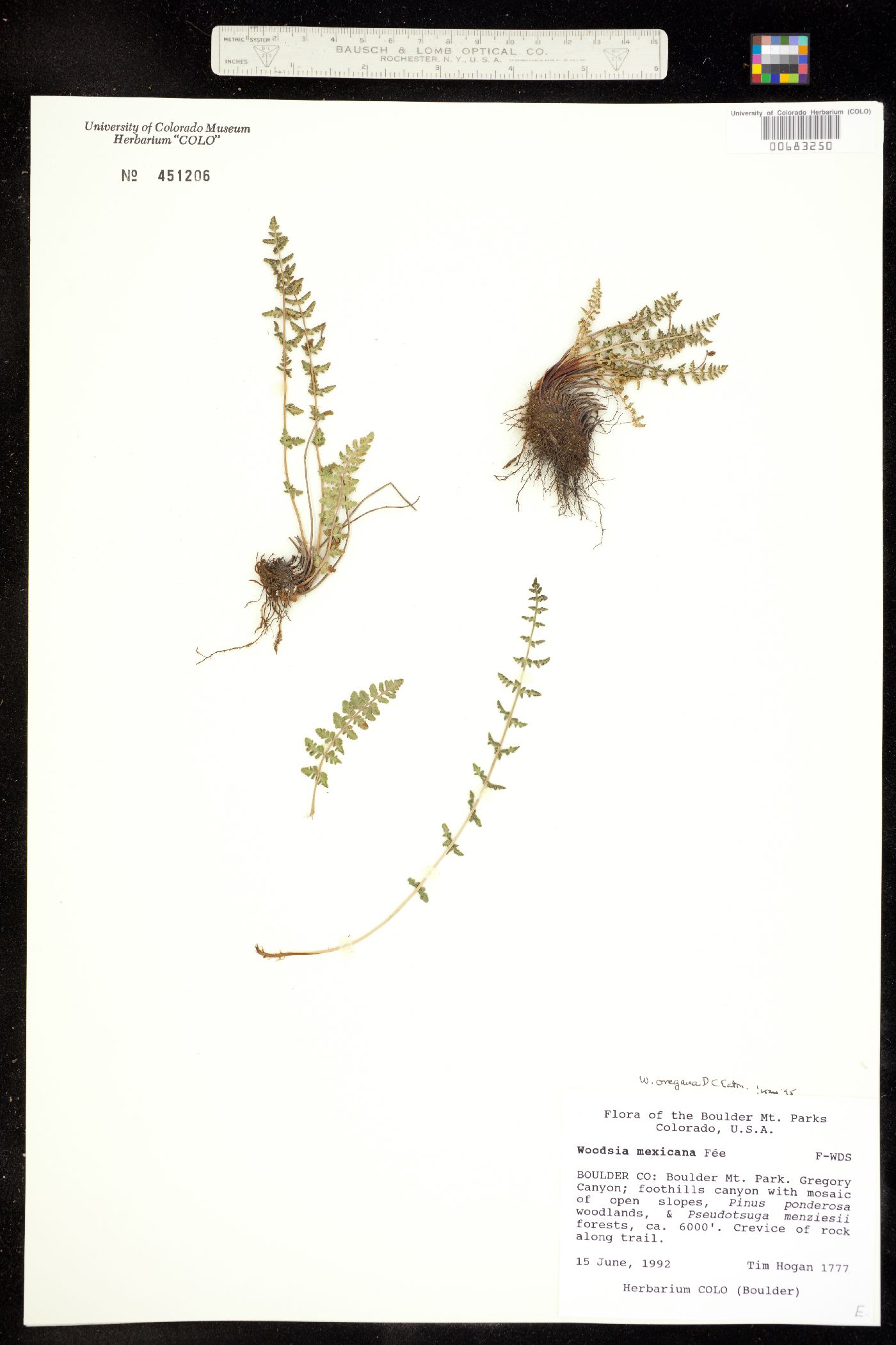 Woodsia oregana image