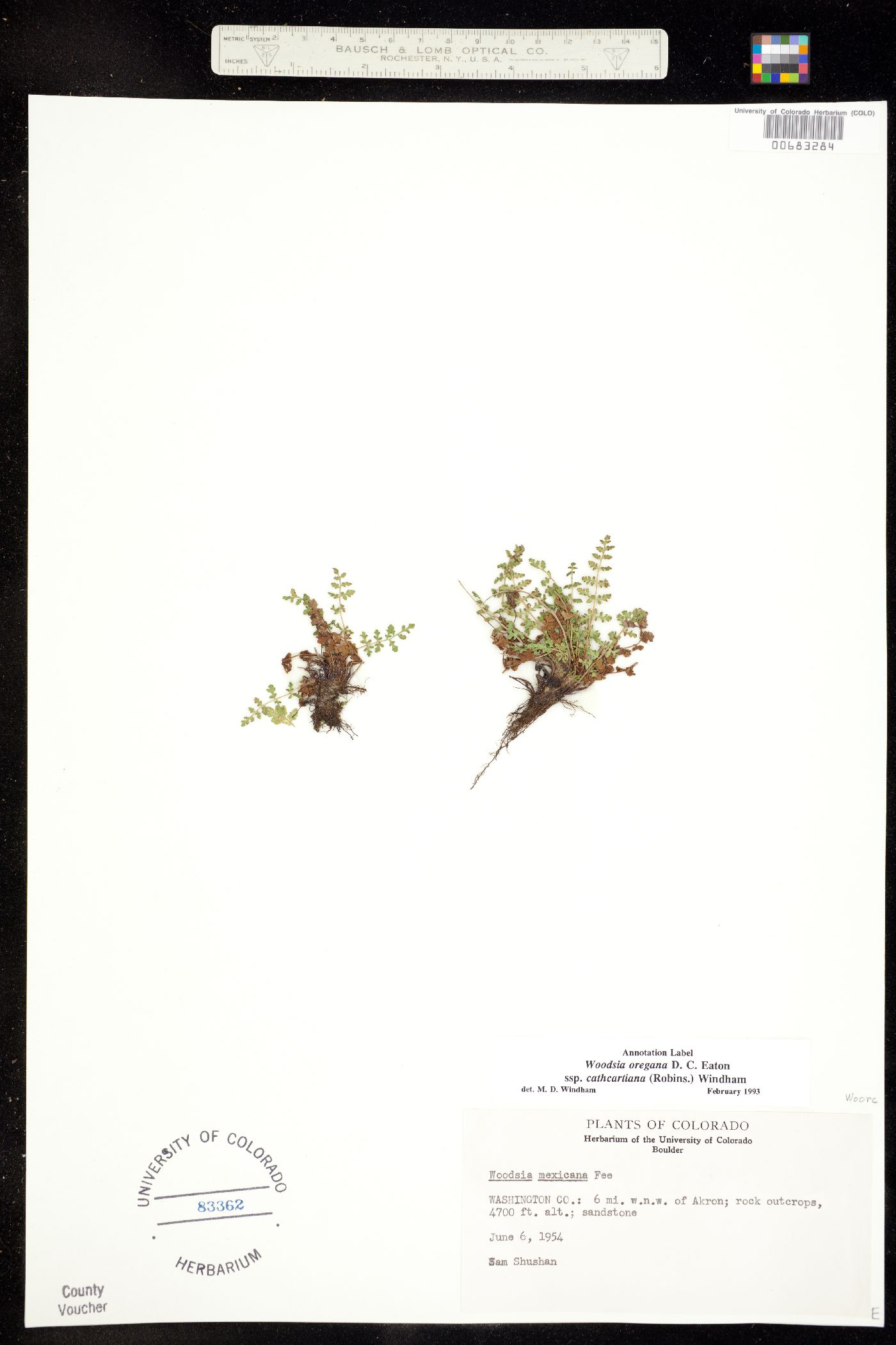 Woodsia oregana ssp. cathcartiana image