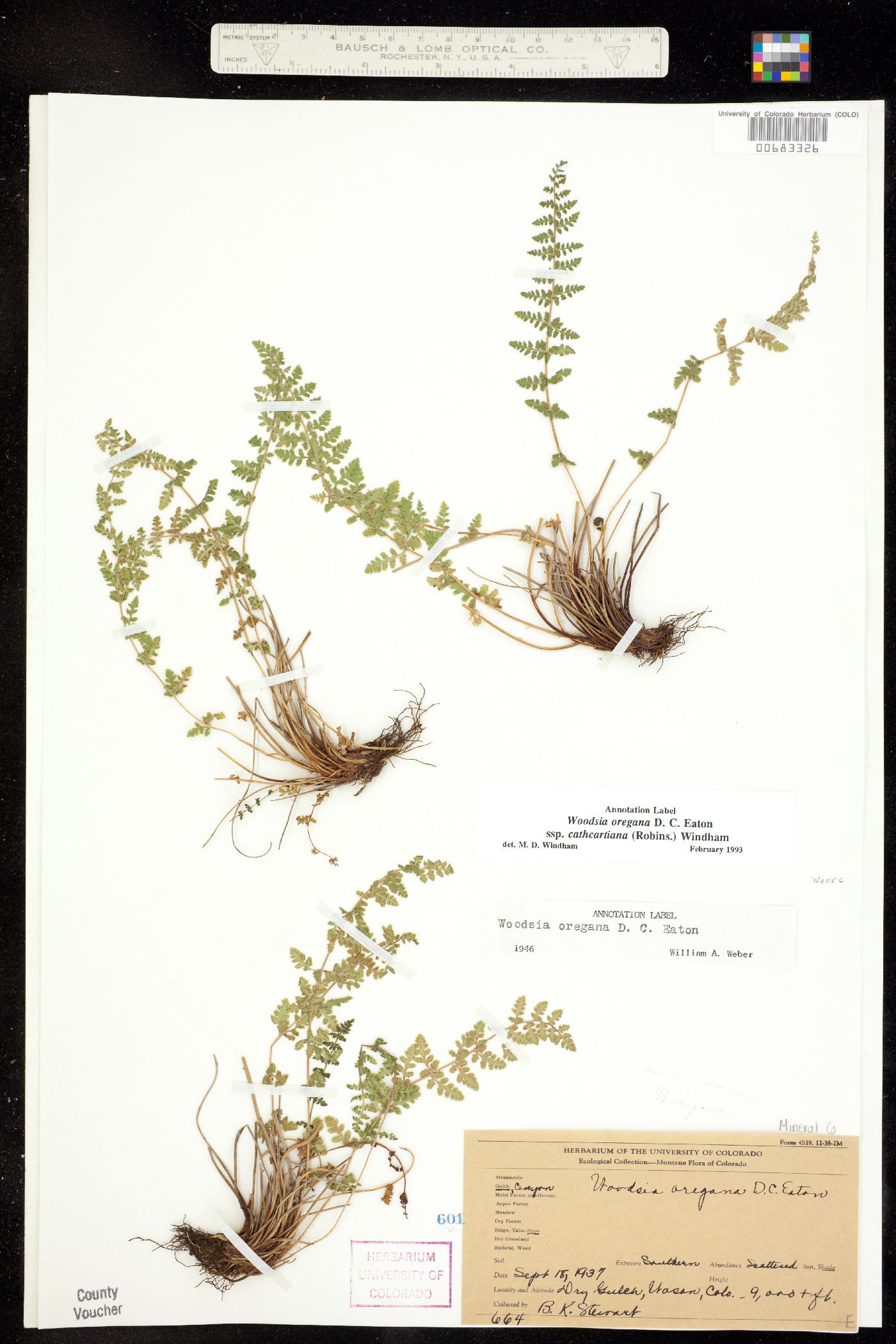 Woodsia oregana image