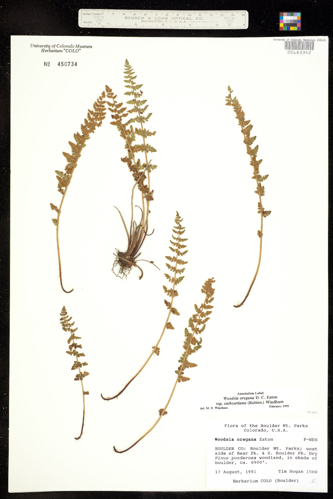 Woodsia oregana ssp. cathcartiana image