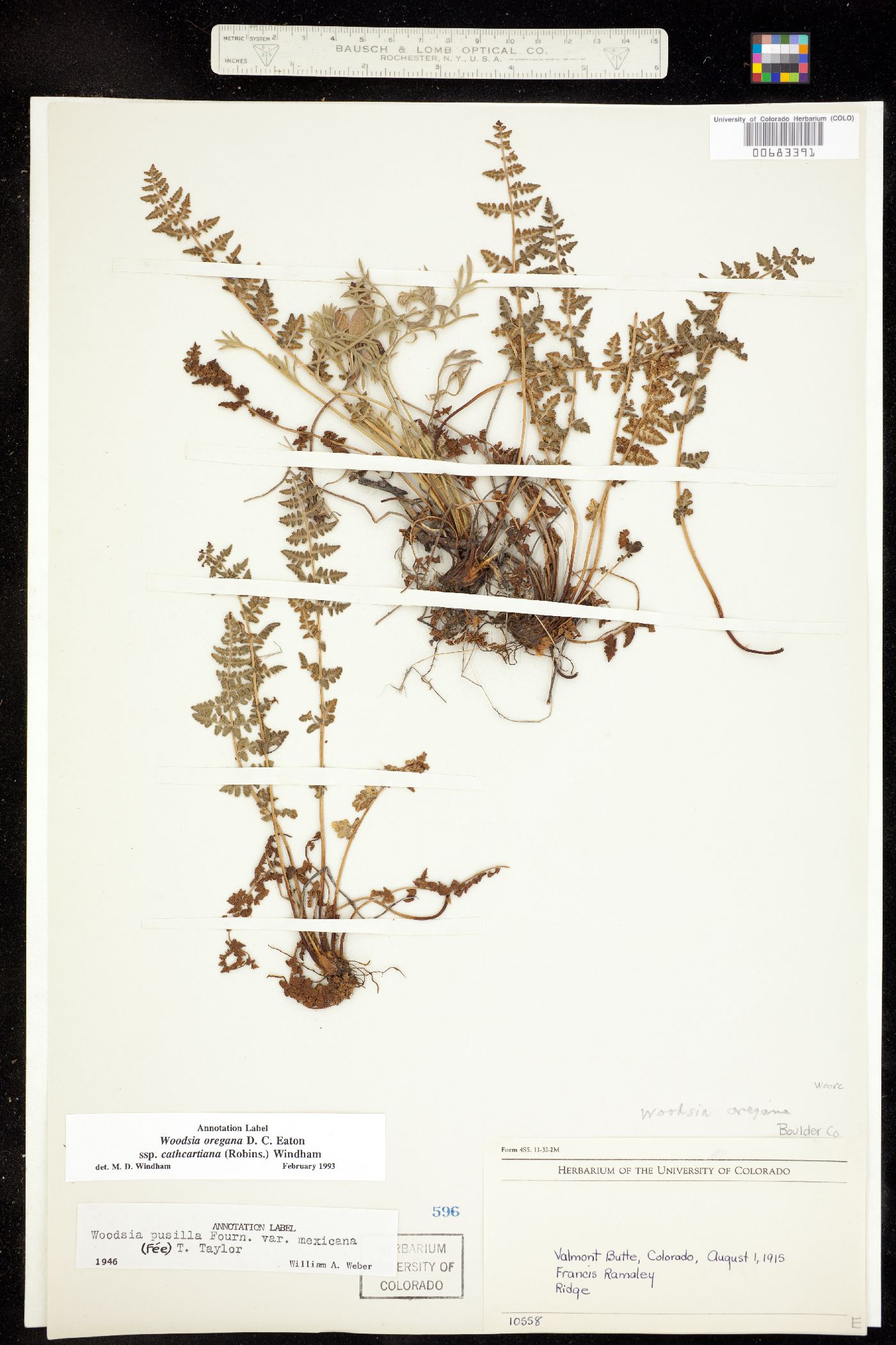 Woodsia oregana ssp. cathcartiana image