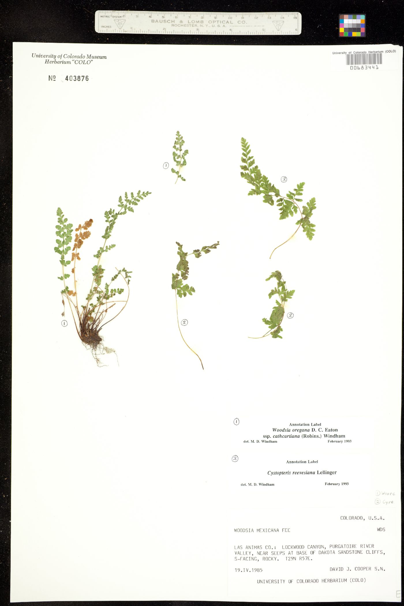 Woodsia oregana ssp. cathcartiana image