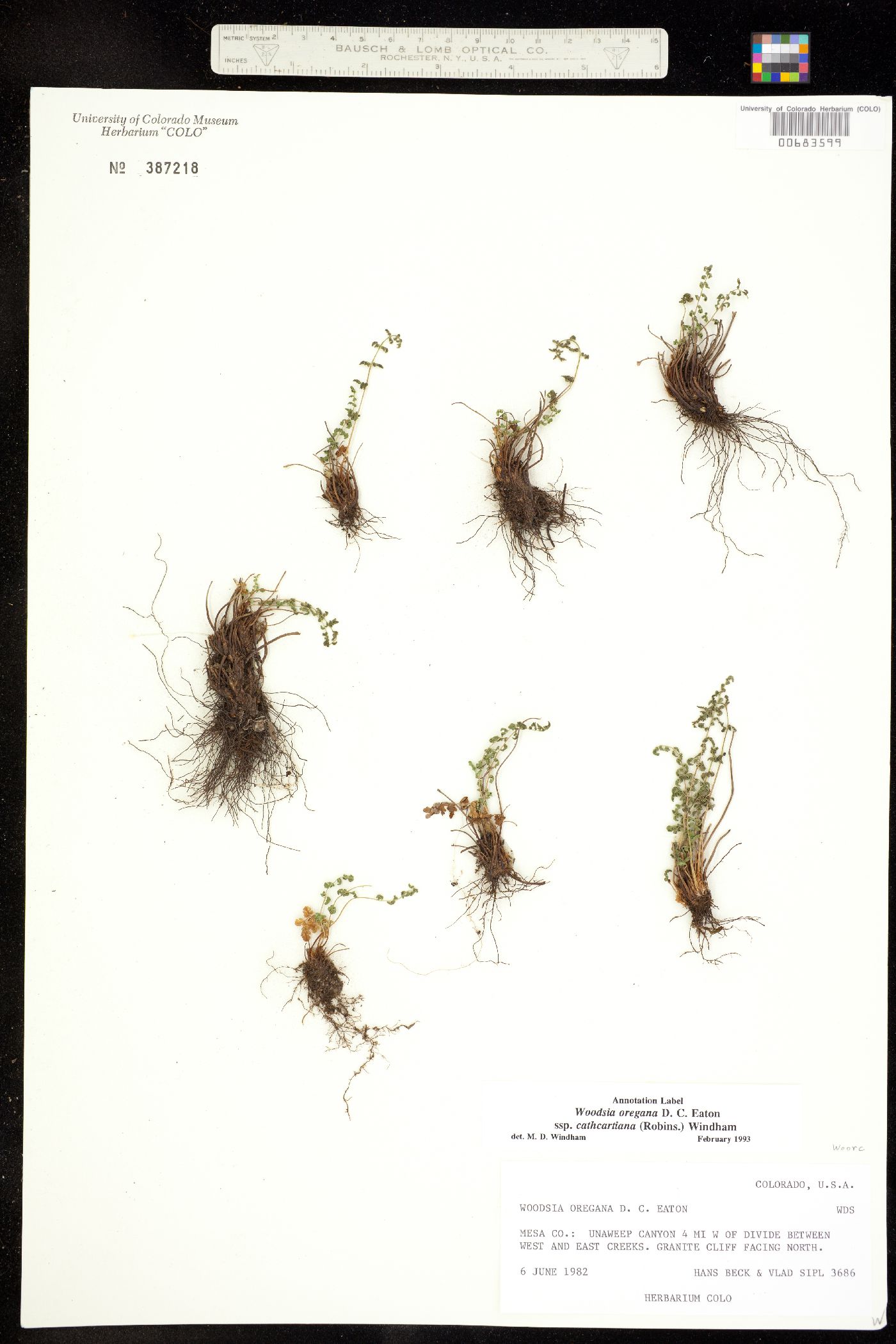 Woodsia oregana subsp. cathcartiana image