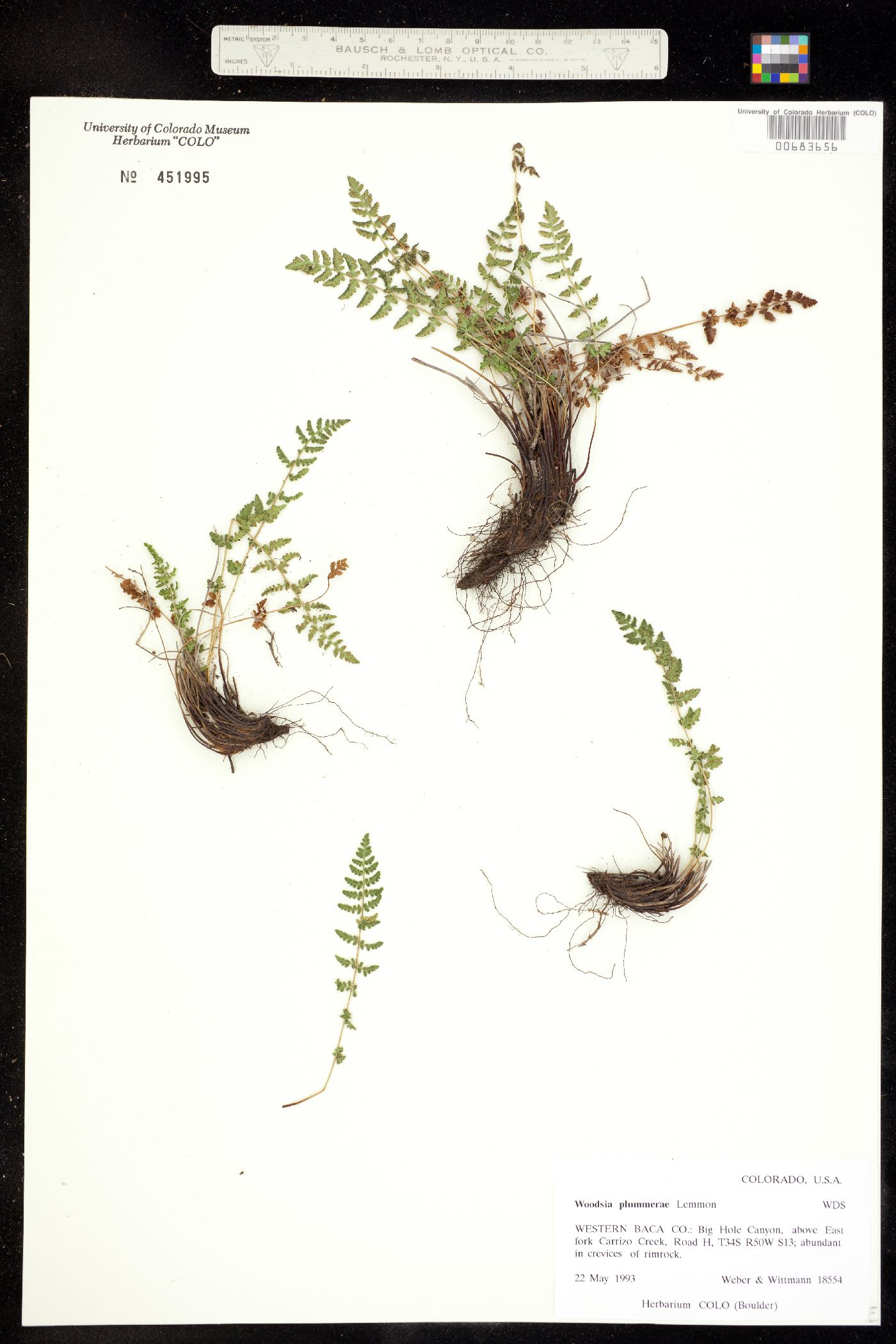 Woodsia plummerae image