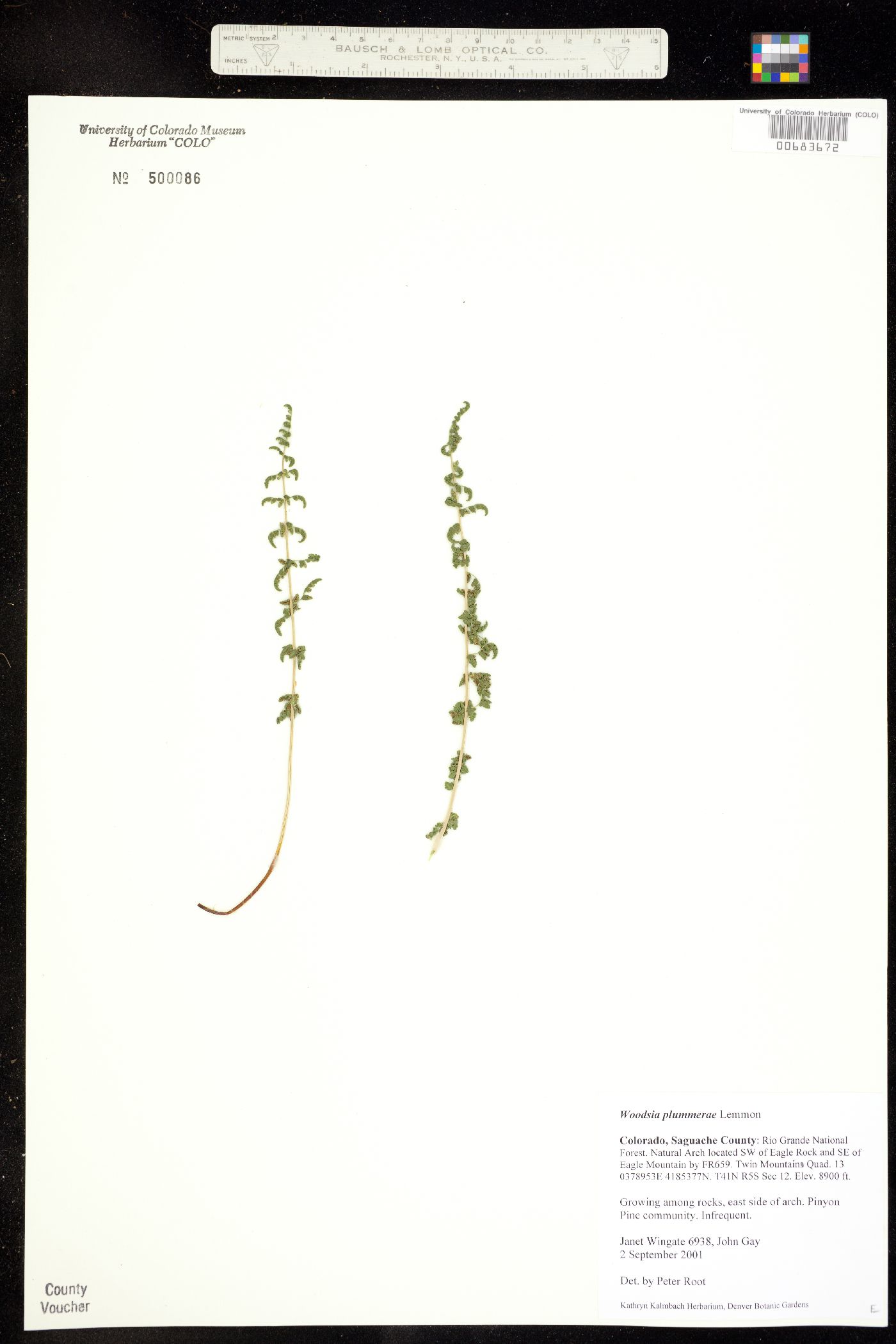 Woodsia plummerae image