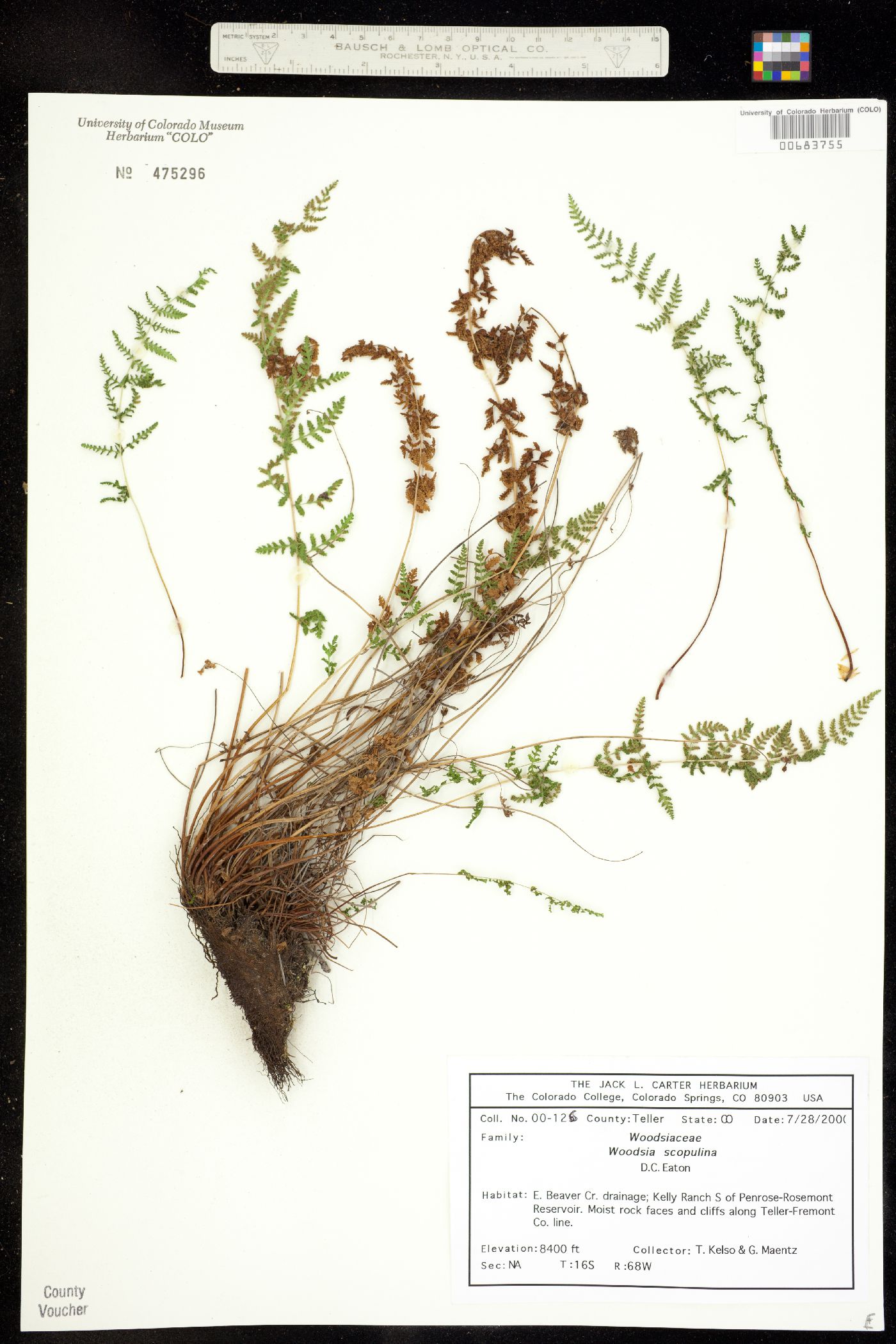 Woodsia scopulina image