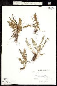 Image of Woodsia scopulina