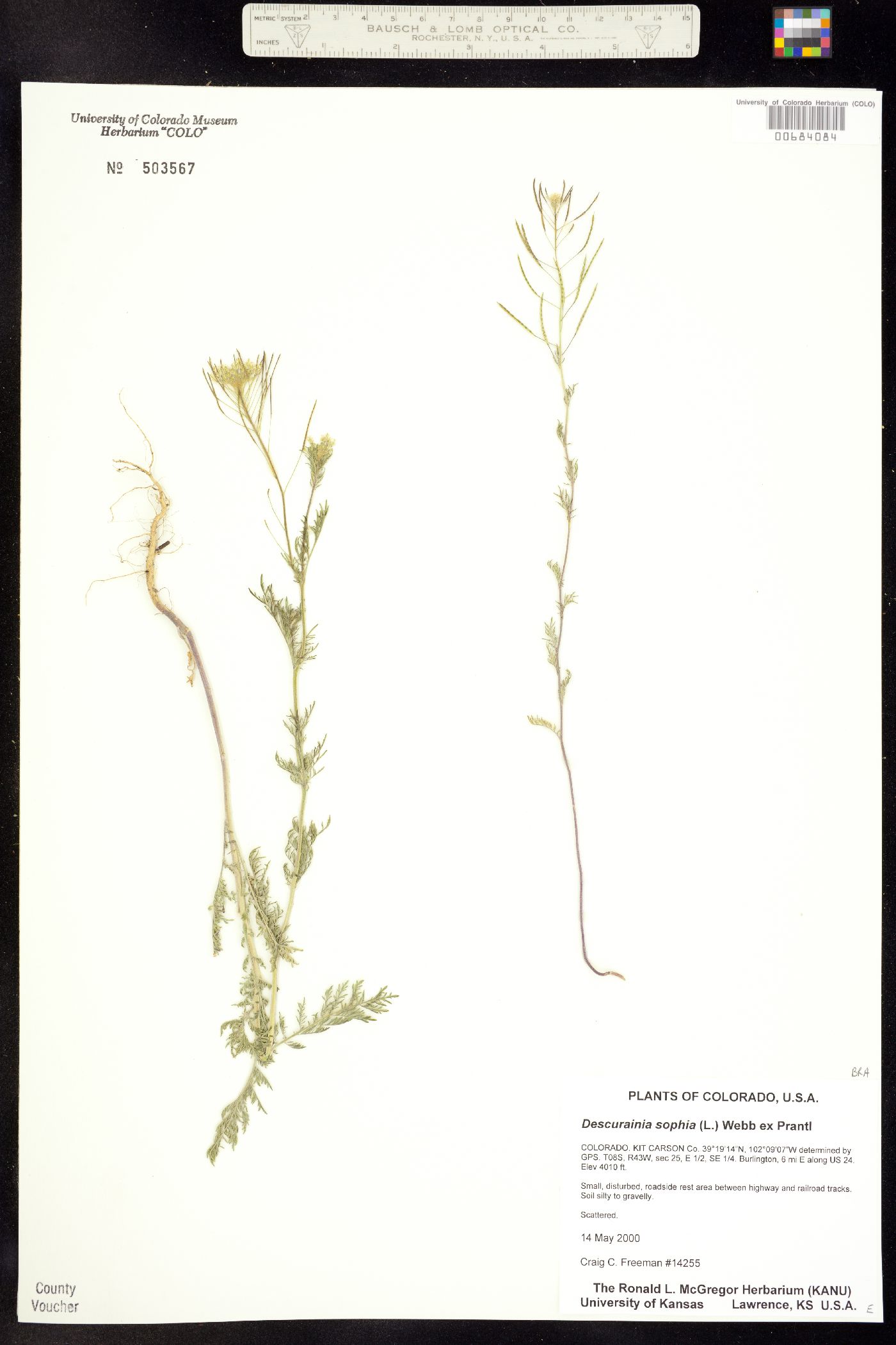 Descurainia sophia image