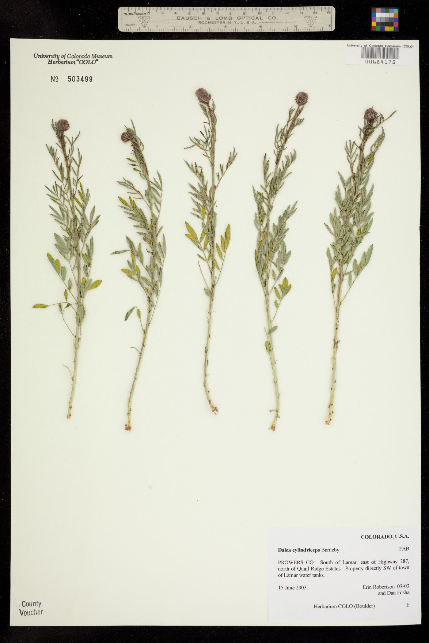 Dalea cylindriceps image