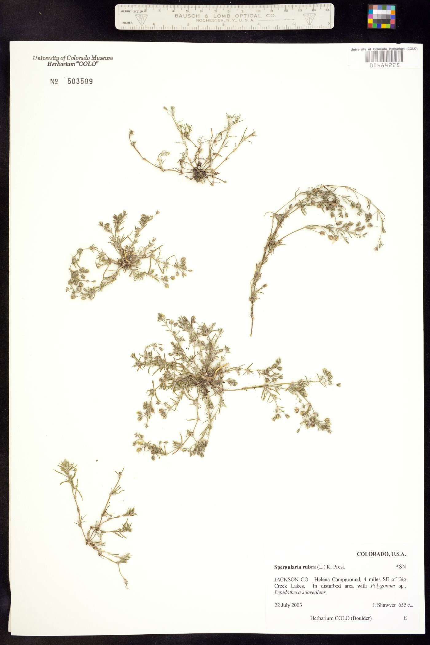 Spergularia image