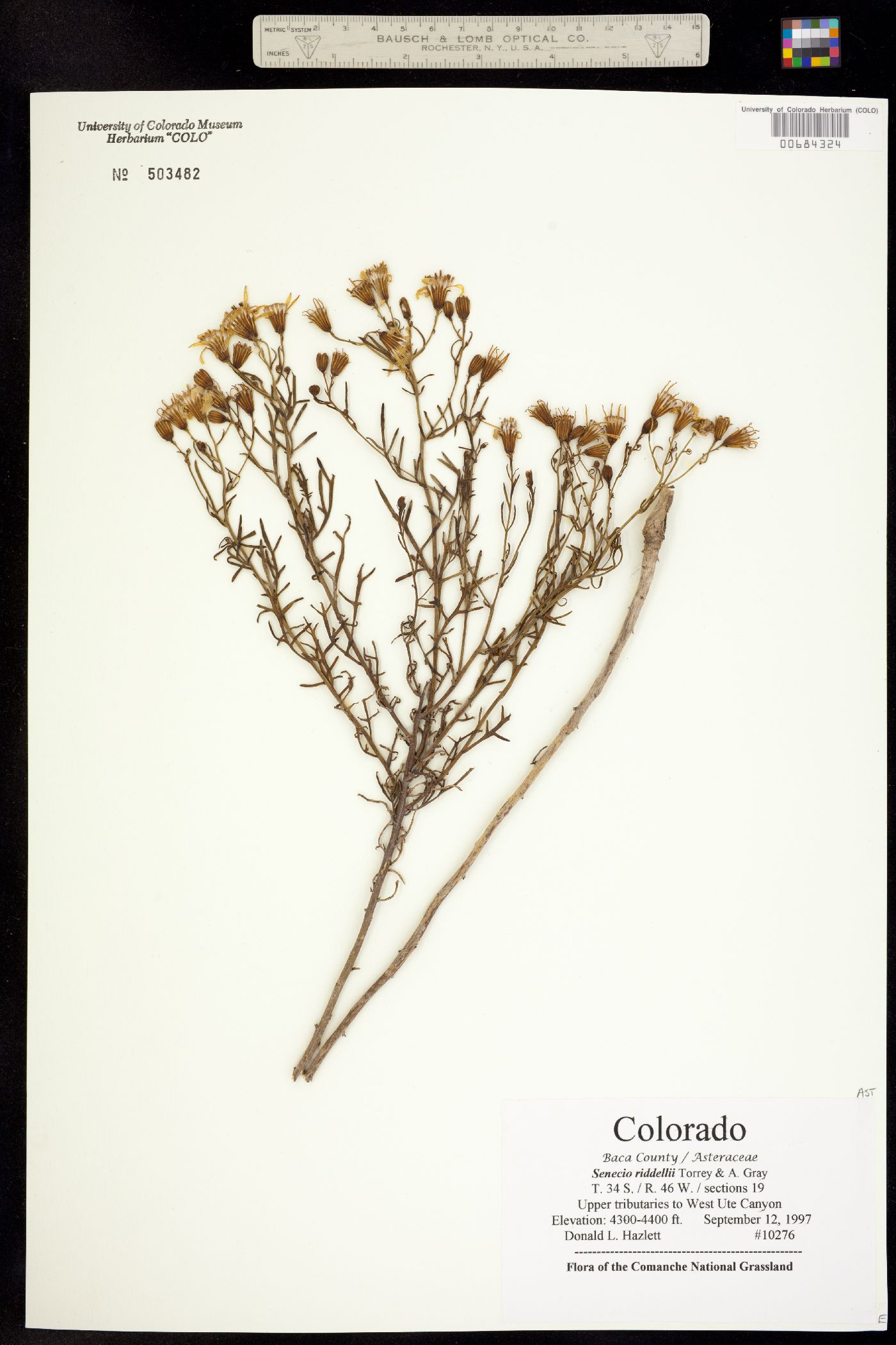 Senecio riddellii image