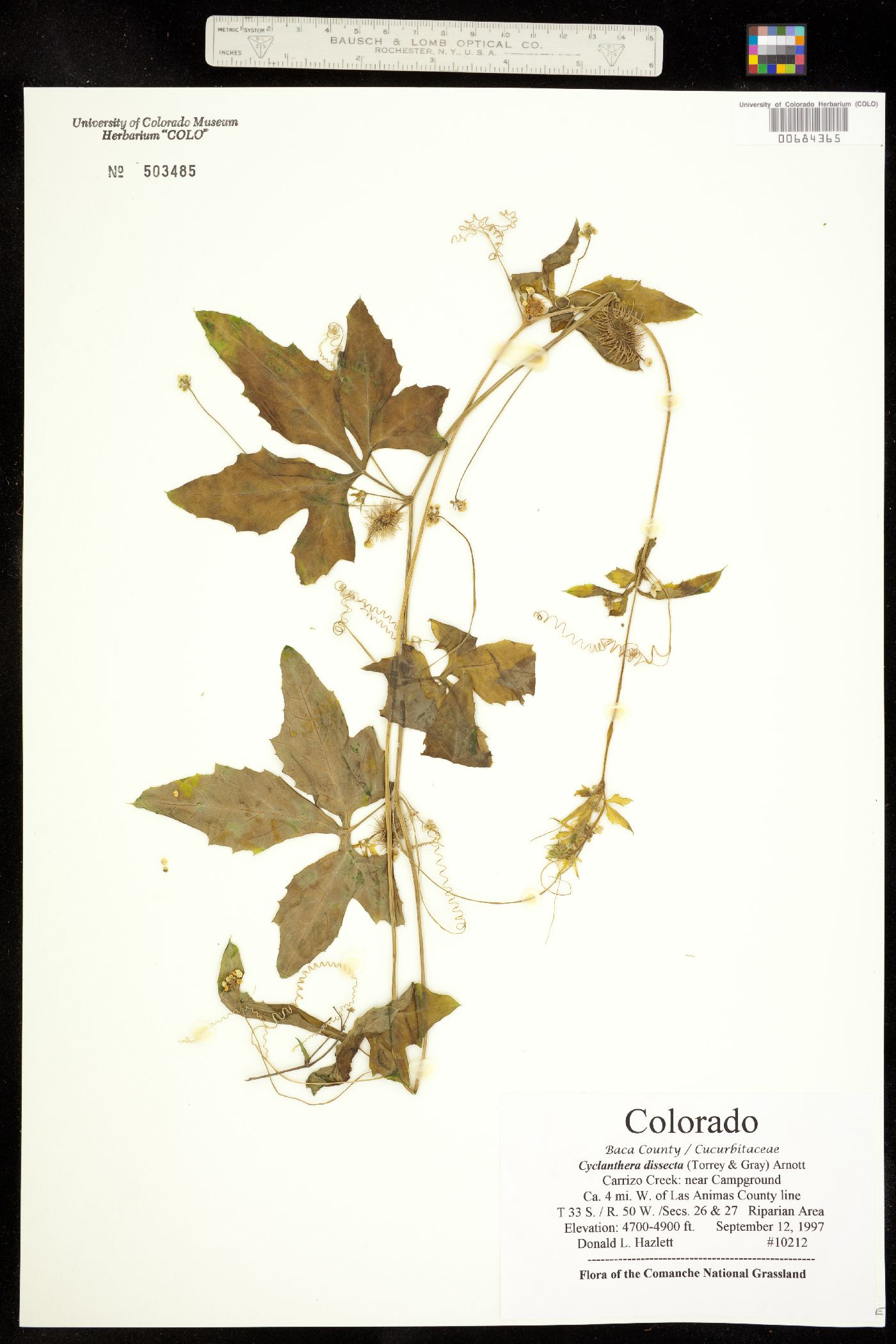 Cyclanthera dissecta image
