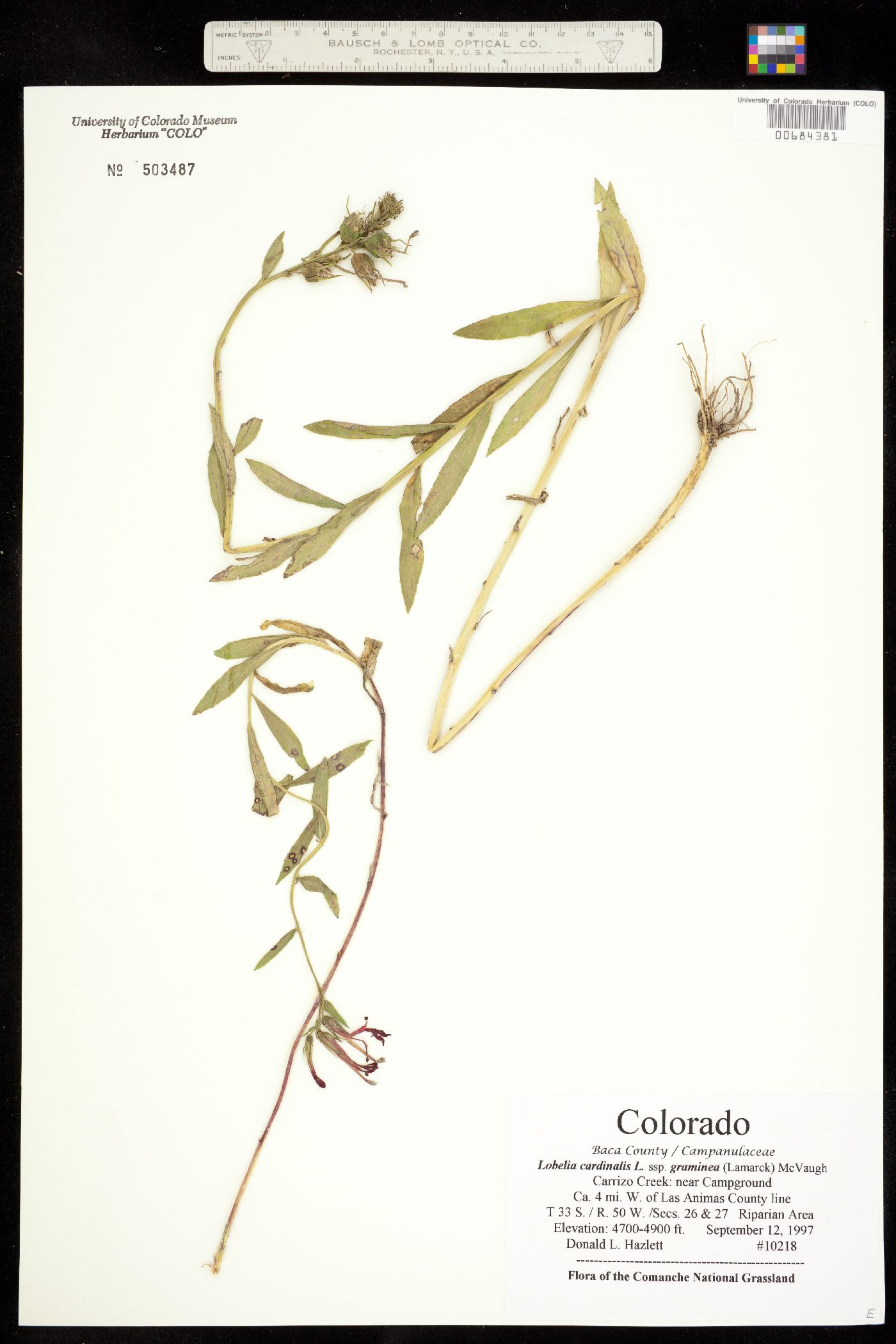 Lobelia cardinalis image