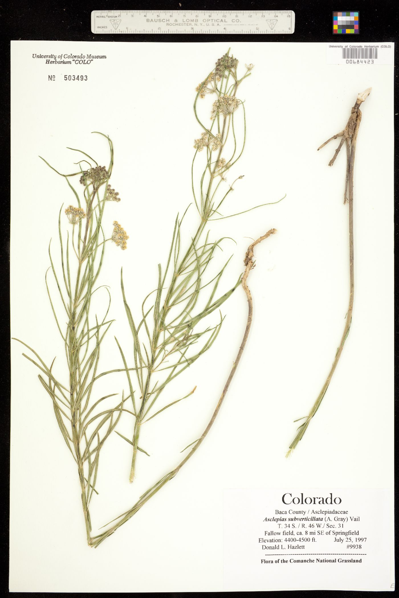 Asclepias subverticillata image