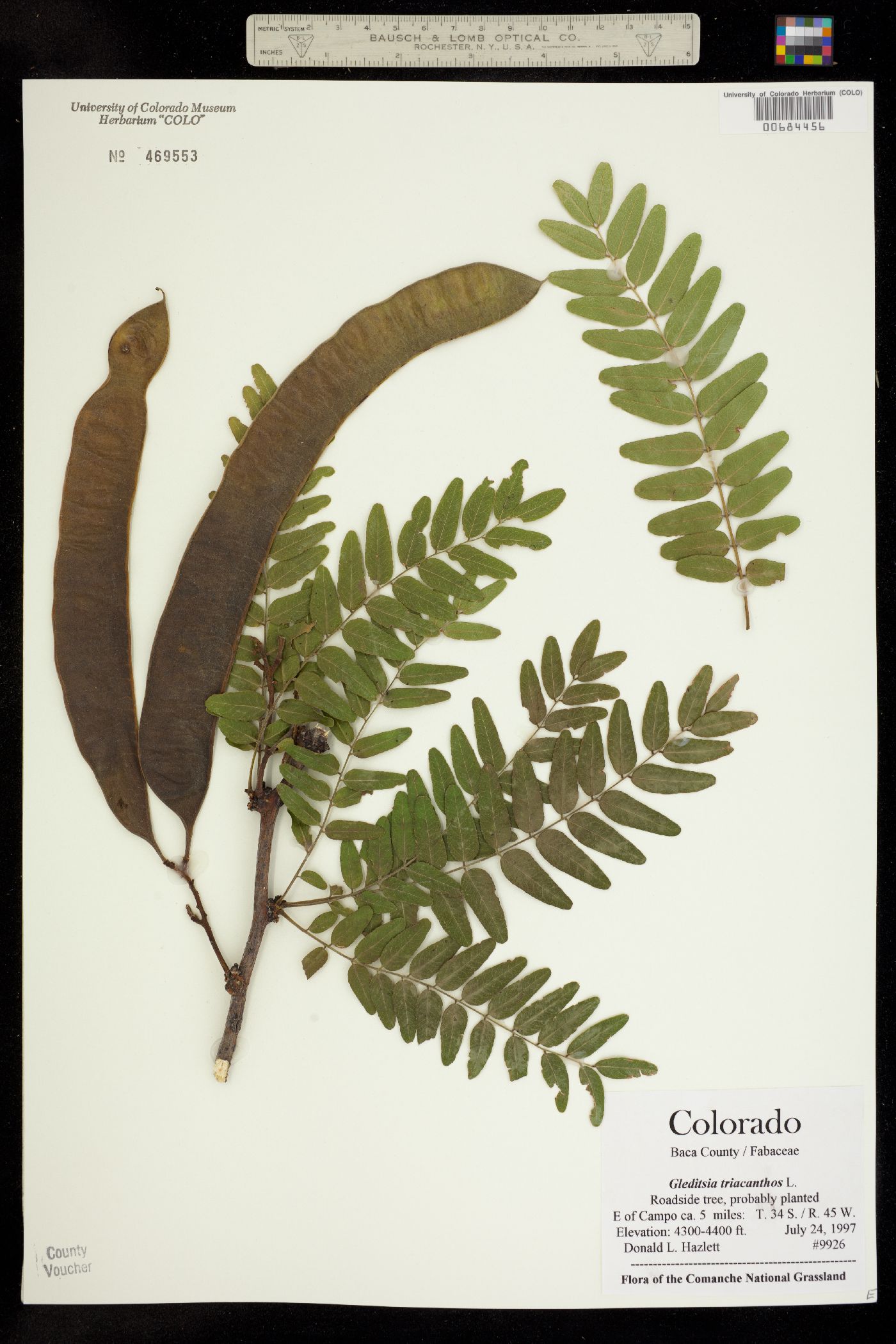 Gleditsia triacanthos image