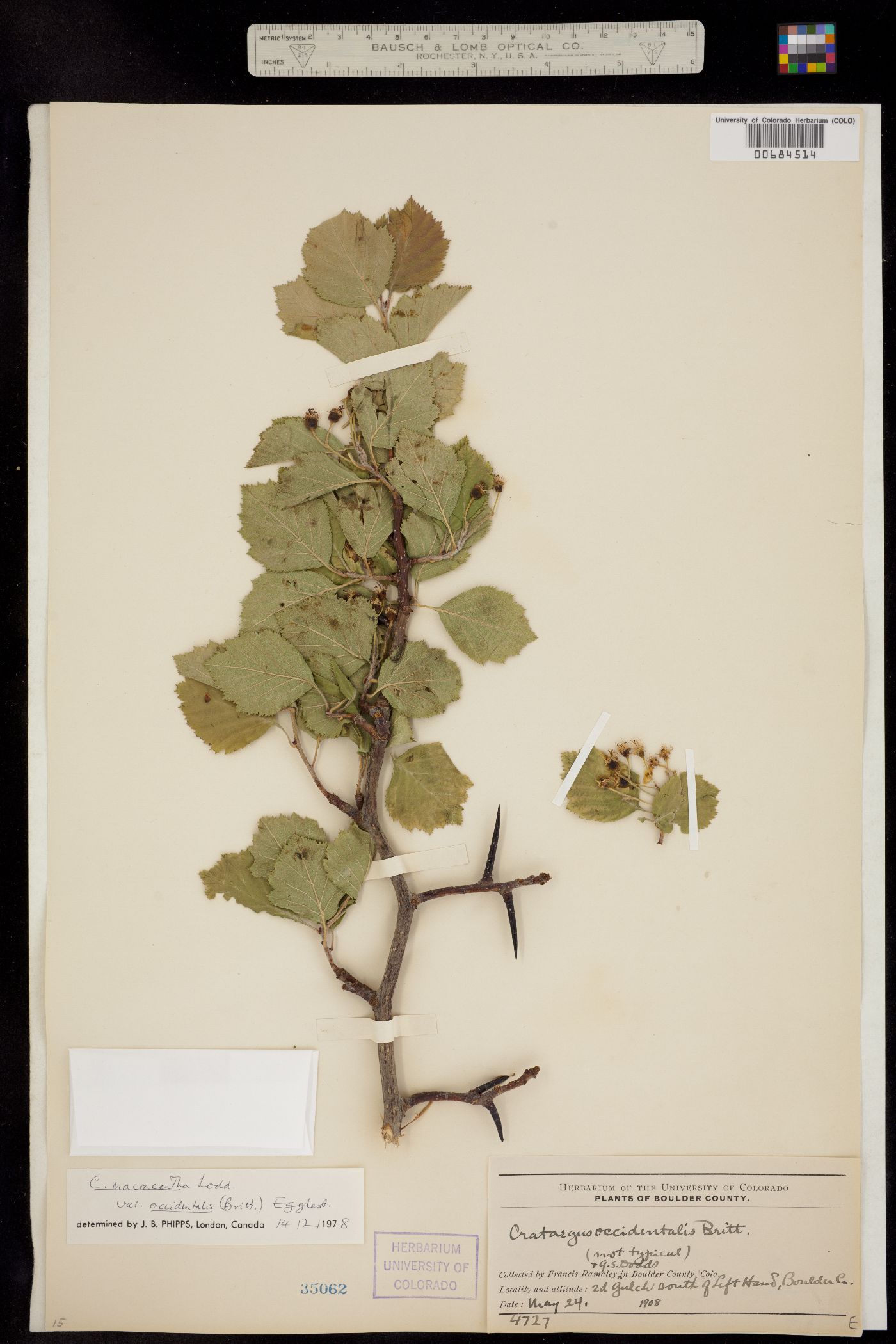 Crataegus macracantha image