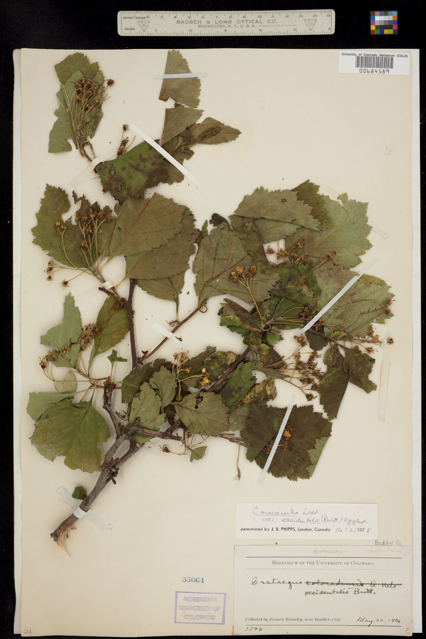 Crataegus macracantha image