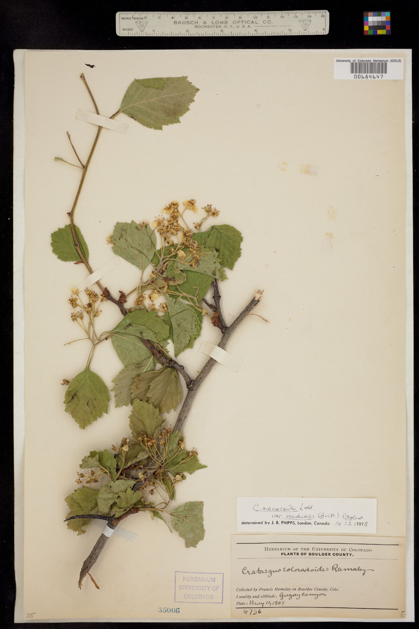 Crataegus macracantha image