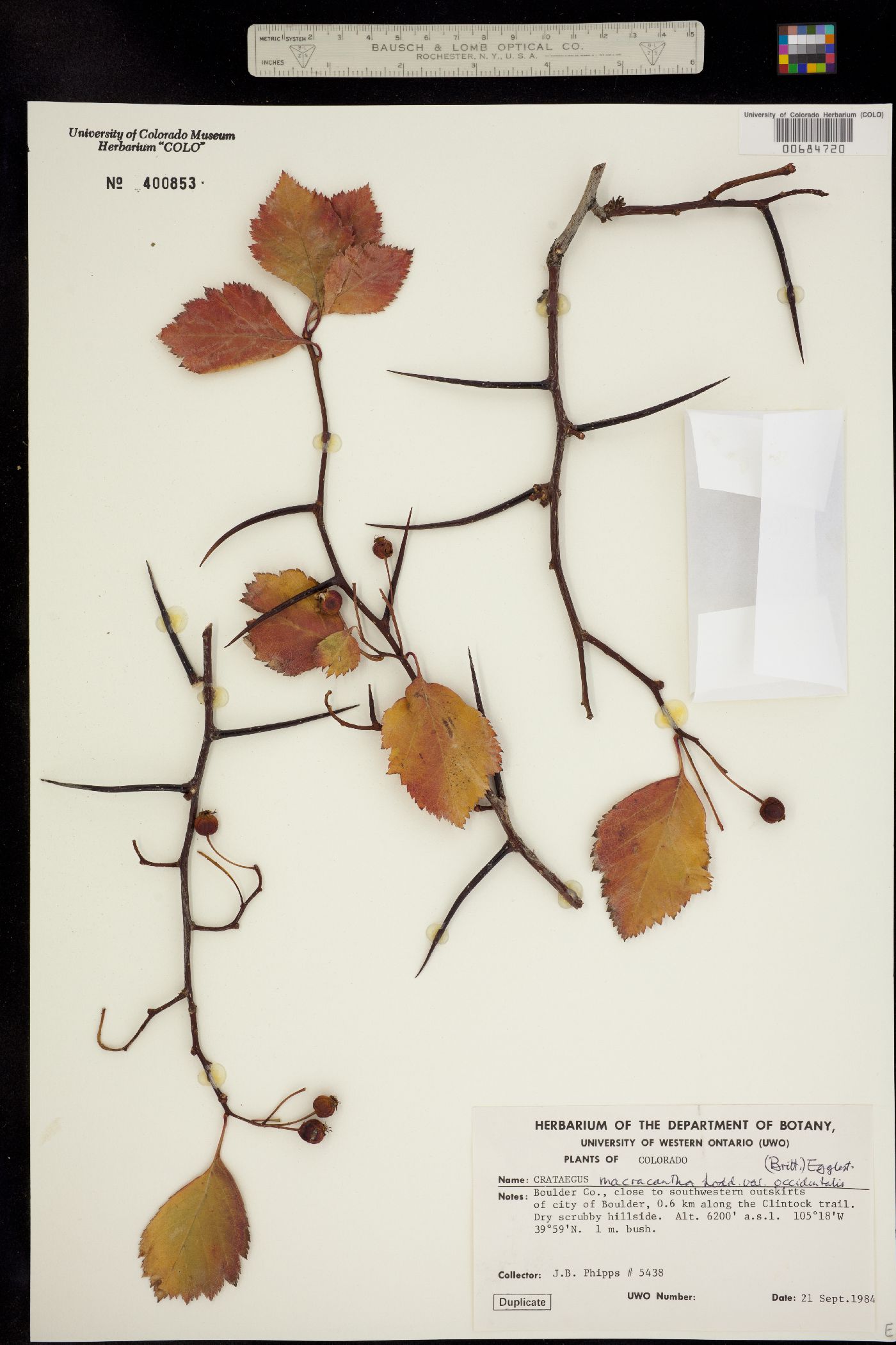 Crataegus macracantha image