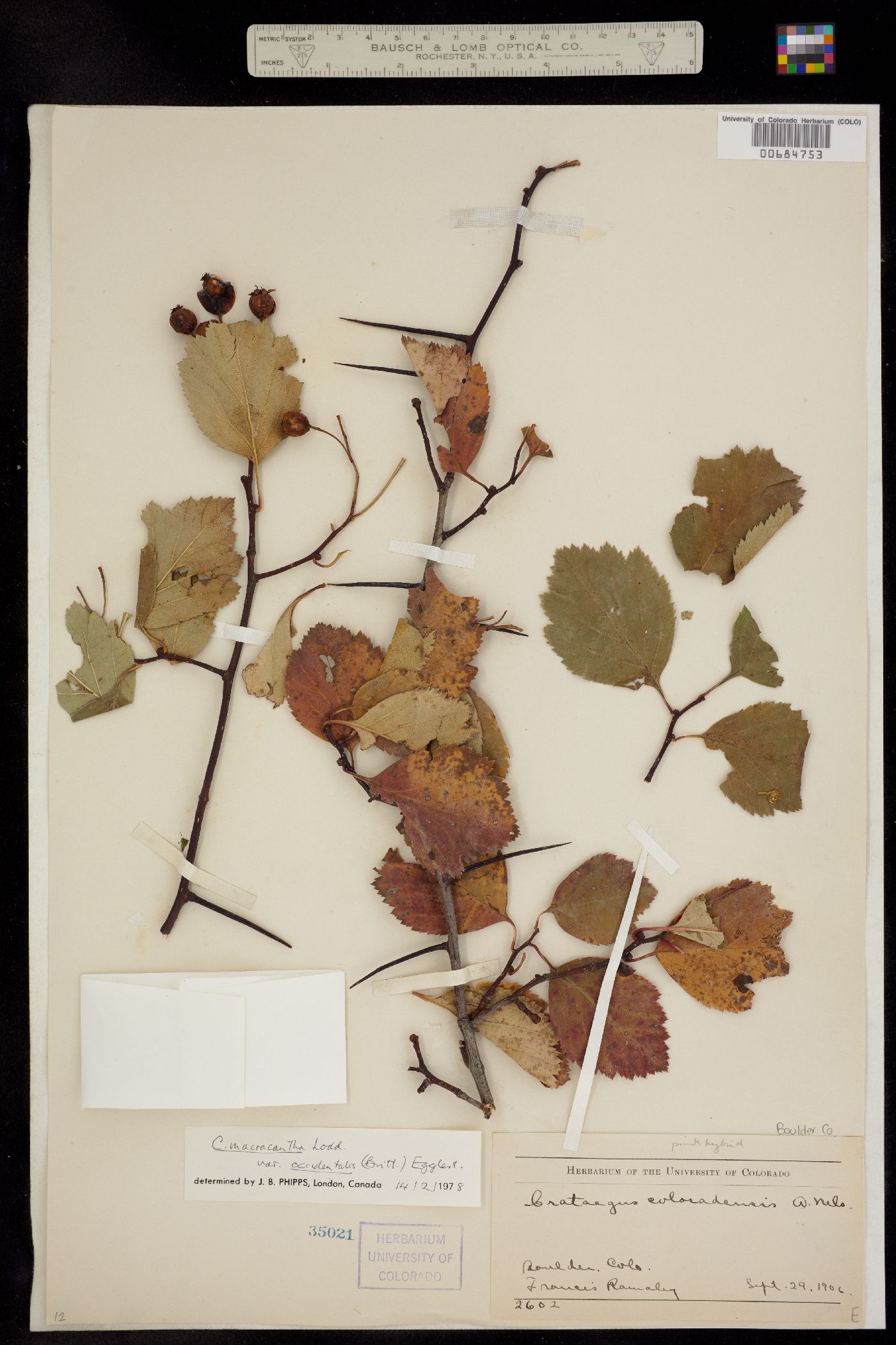 Crataegus macracantha image