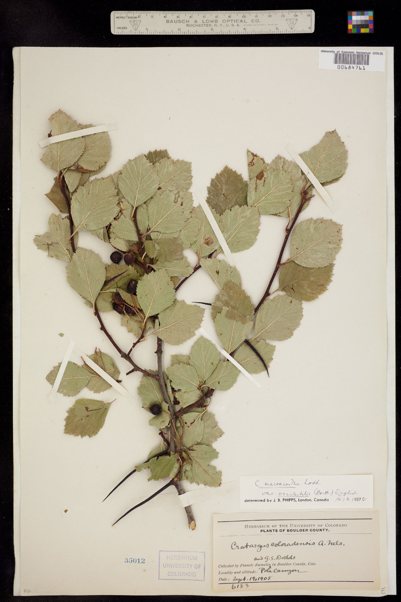 Crataegus macracantha image