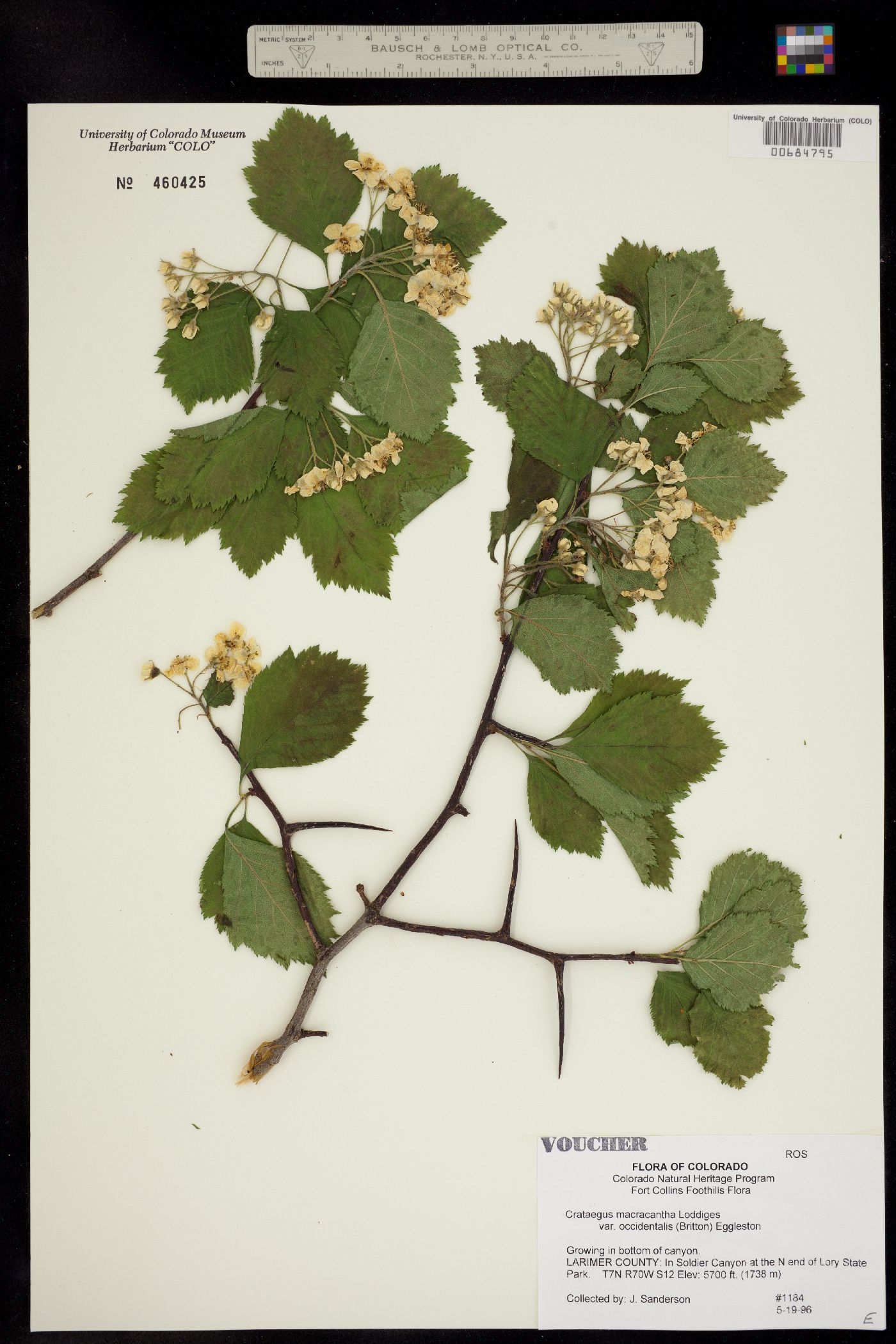 Crataegus image