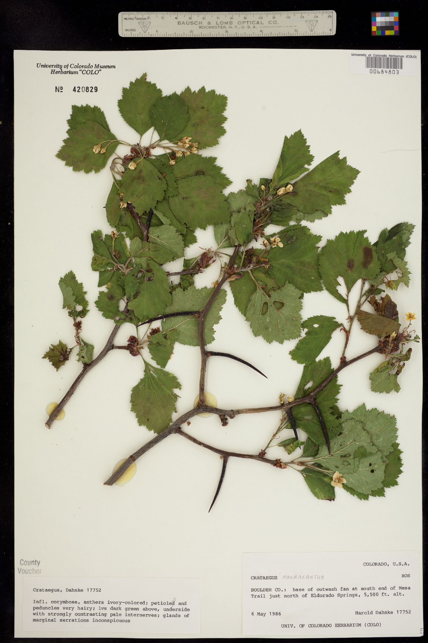 Crataegus macracantha image